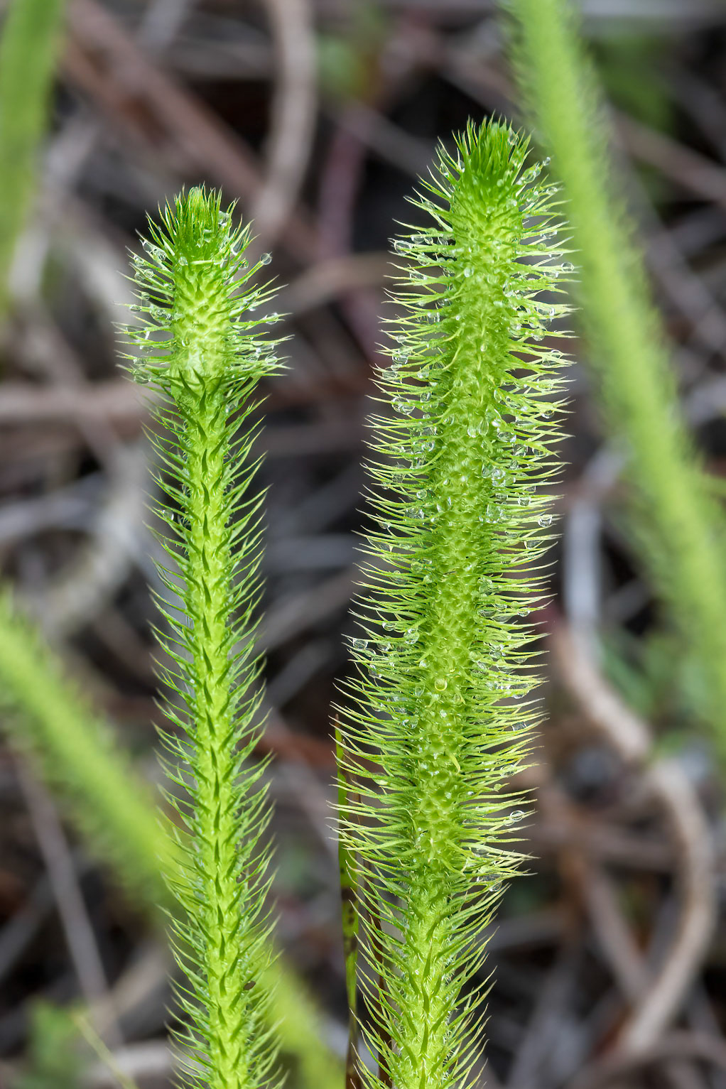 Foxtail Bog Clubkoss 1, Green Swamp Preserve