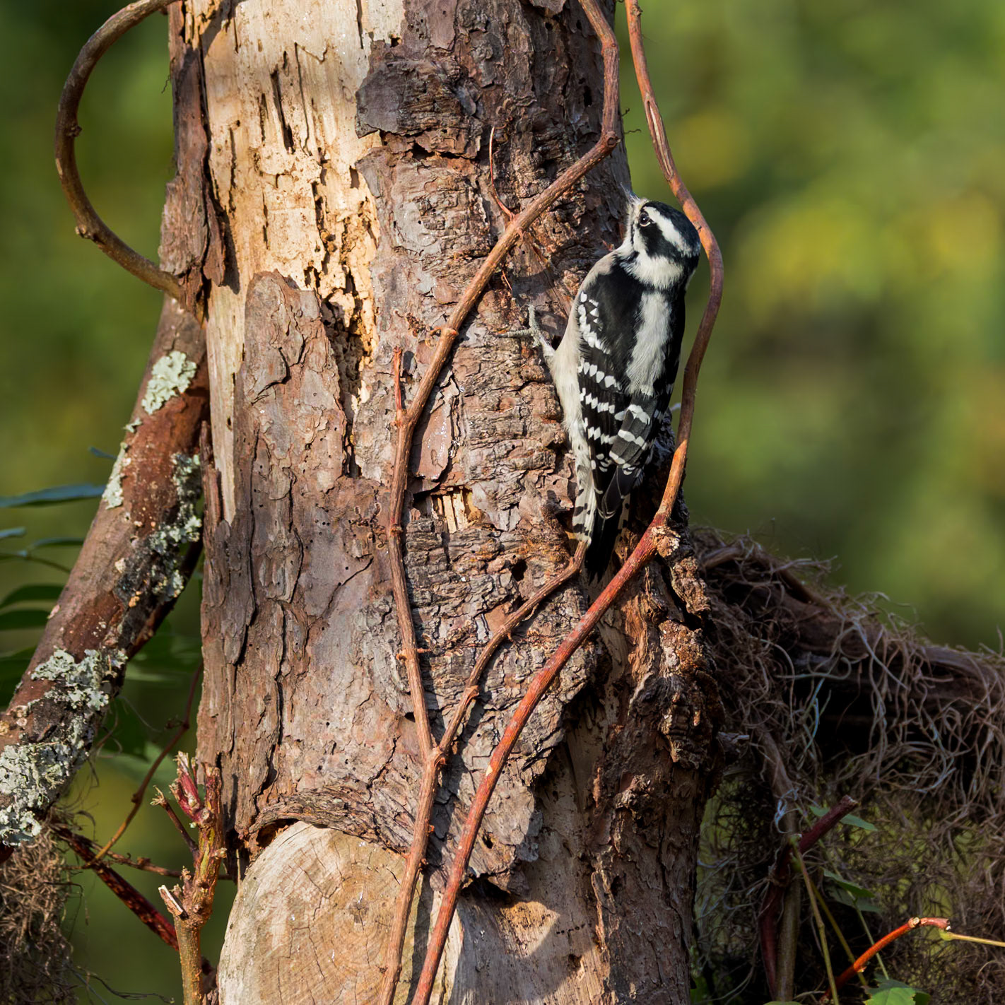 Downy woodpecker 1, The Nut House, Clemson, SC
