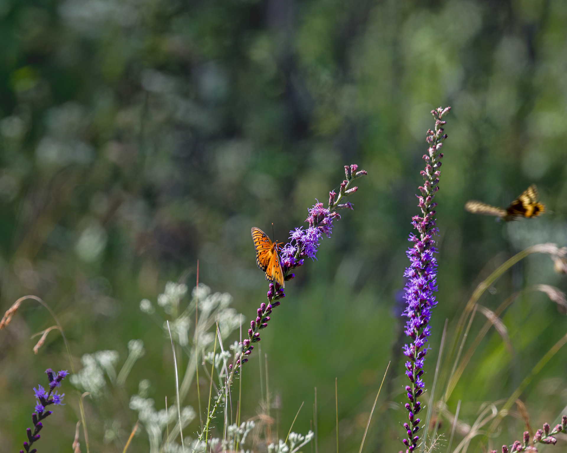 Gulf fritillary on dense blazing star 2, Green swamp area