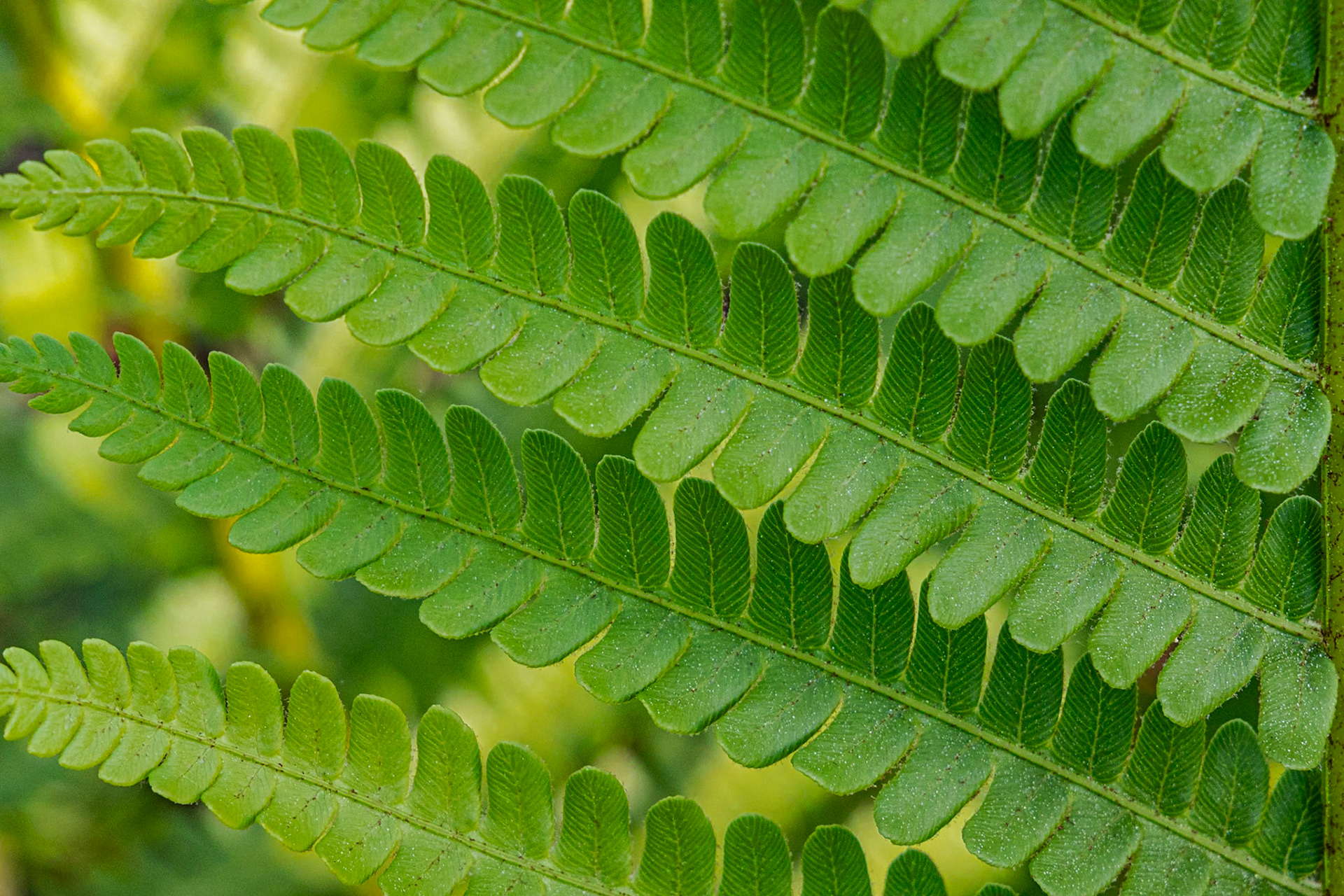 Cinnamon fern 7, Green Swamp Preserve