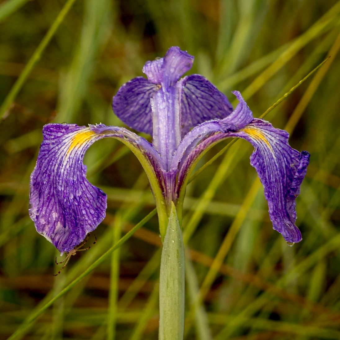 Bay blue flag Iris 6, Green Swamp Preserve