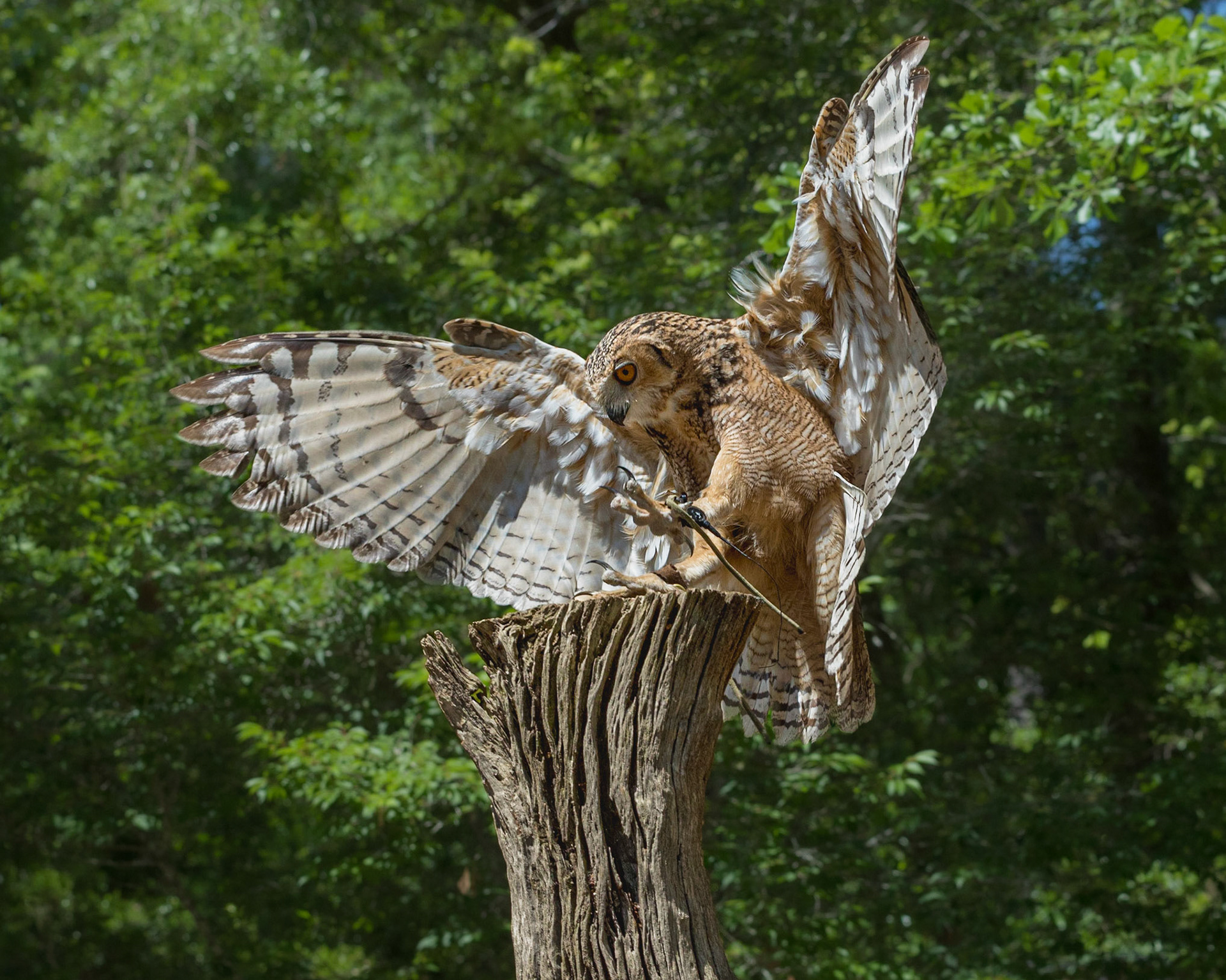 Dessert eagle owl 4, The Center for Birds of Prey, Awendaw, SC, SCAIR 65
