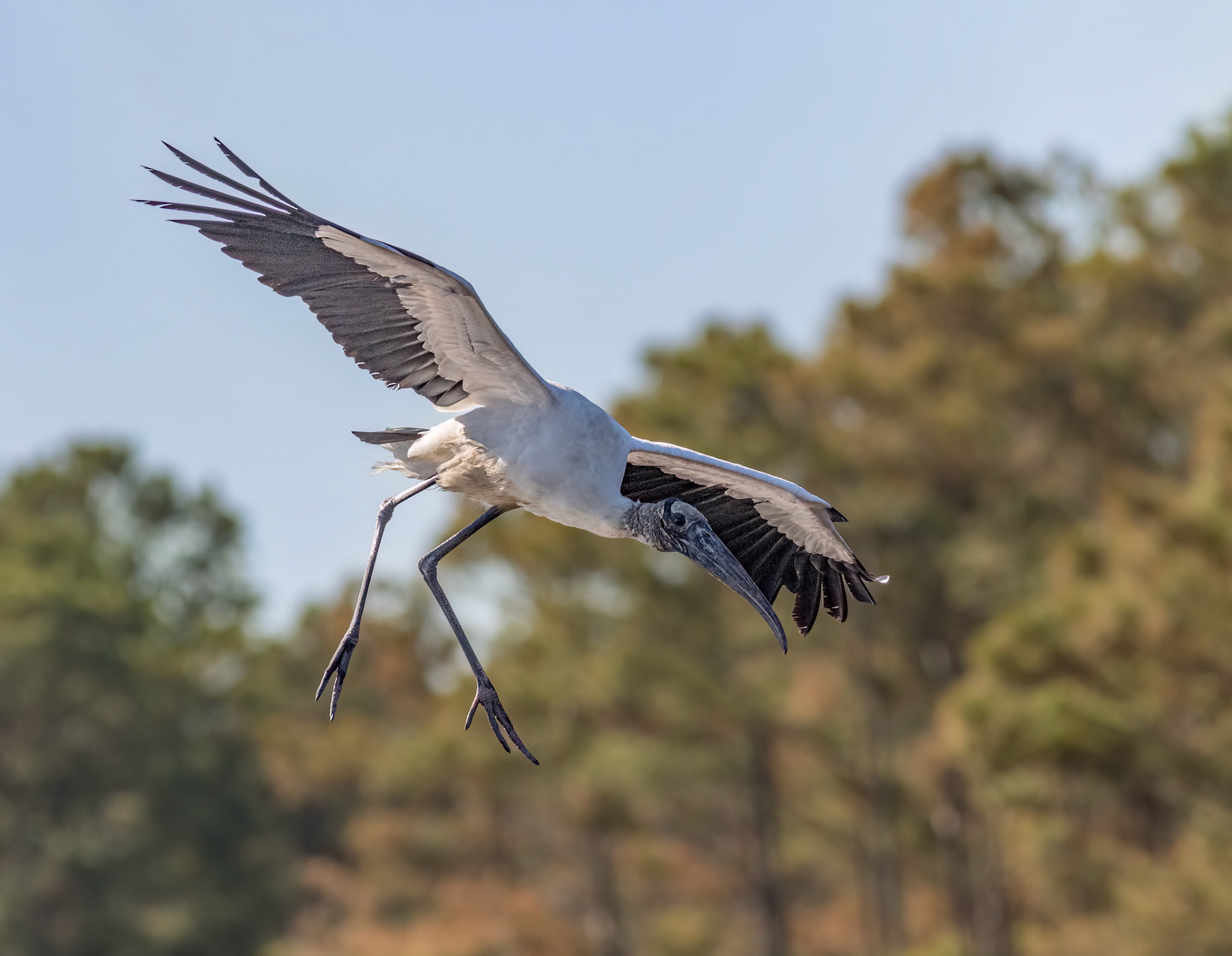 Woodstork 5, Huntington Beach State Park, SC