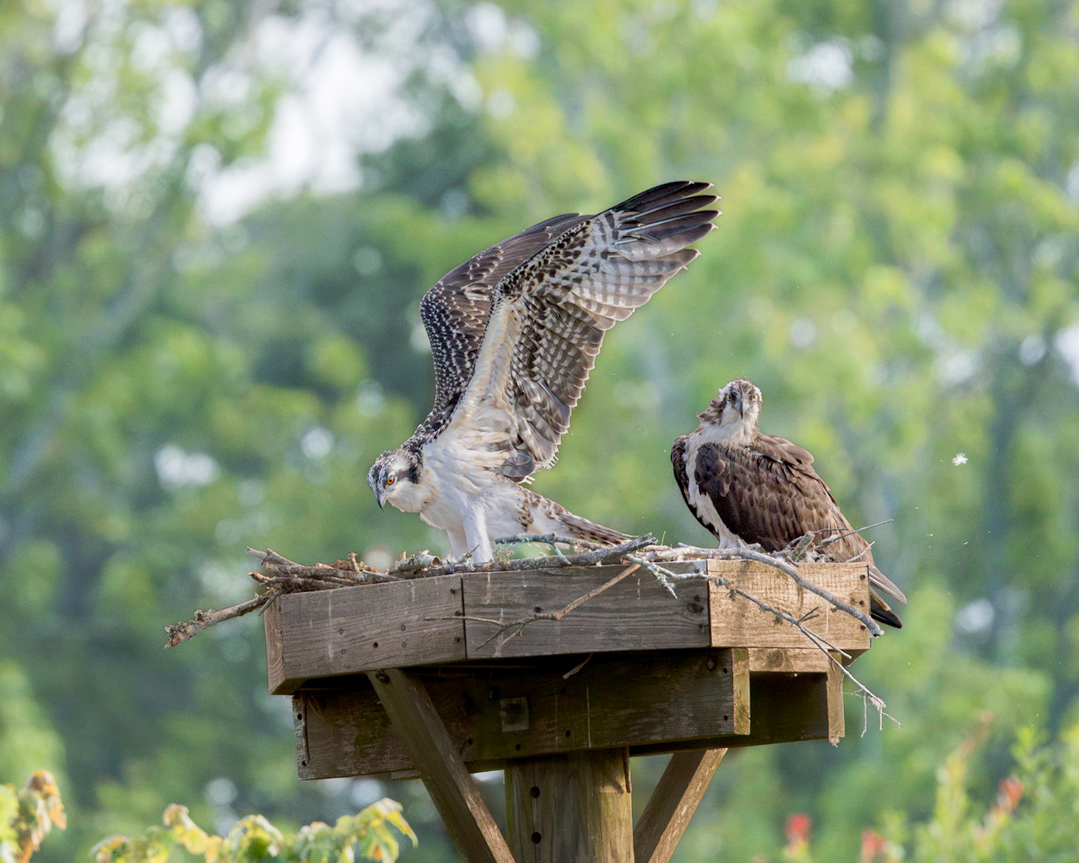 Osprey 109, Sea Trail