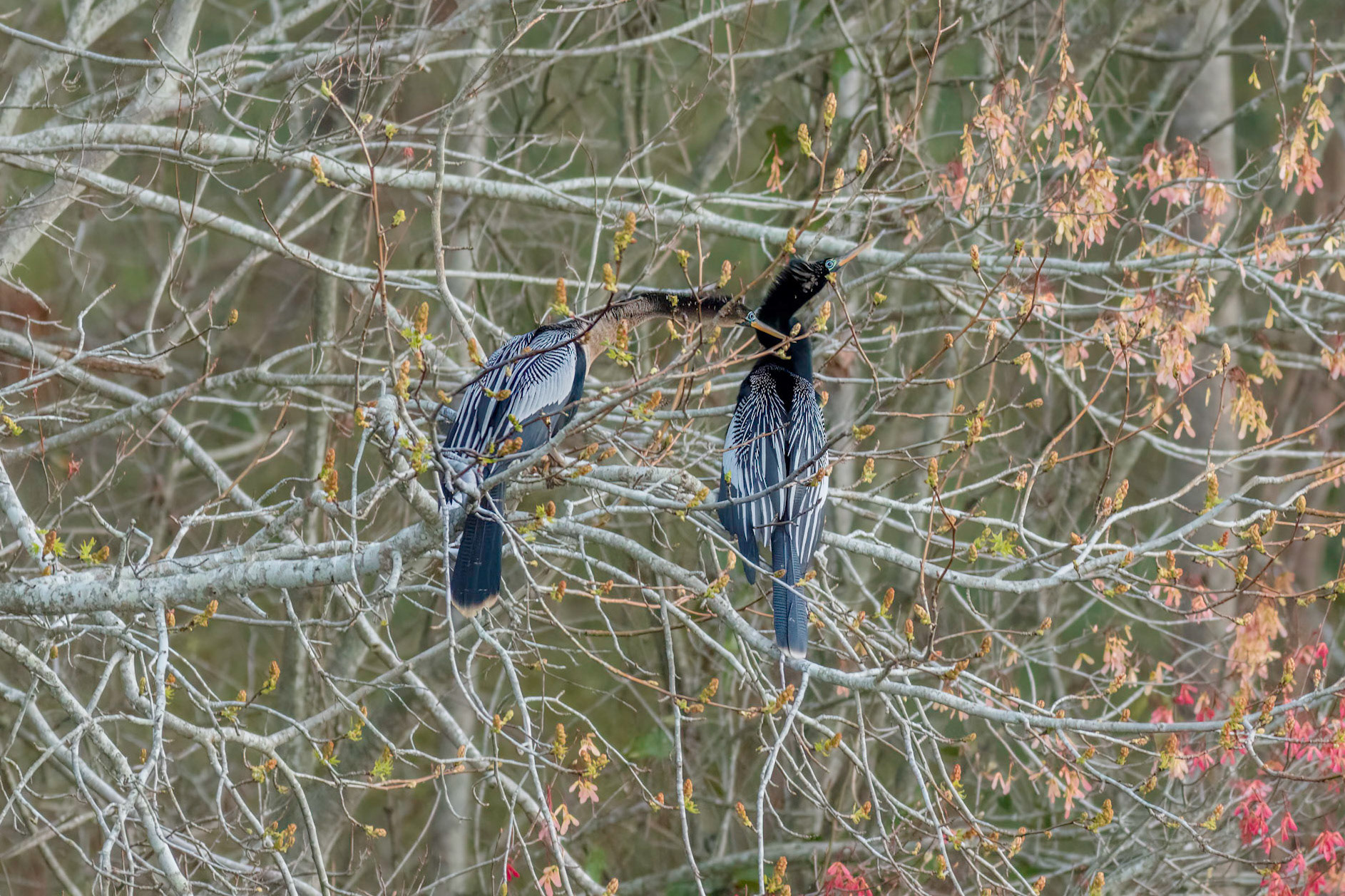 Anhinga 17, Sea Trail, Sunset Beach, NC