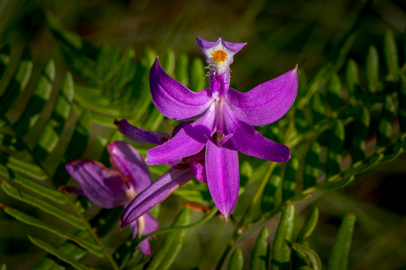 Grass pink orchid 23, Green Swamp Preserve