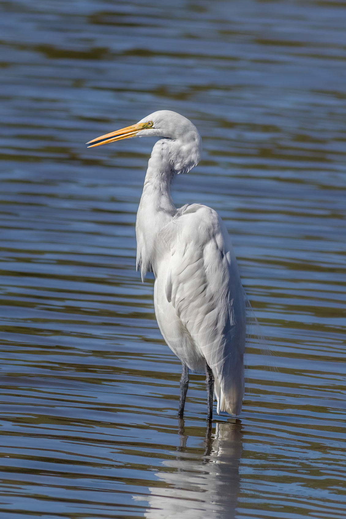 Great Egret 39, Huntinton Beach SC