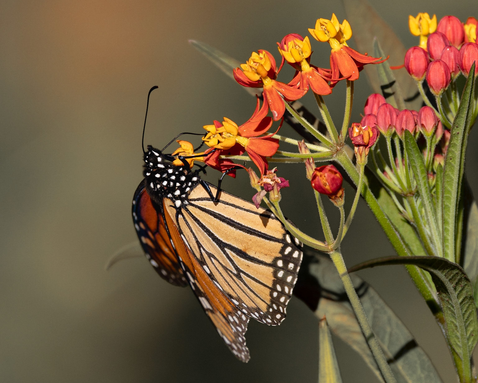 Monarch 10, New Hanover County Arboretum