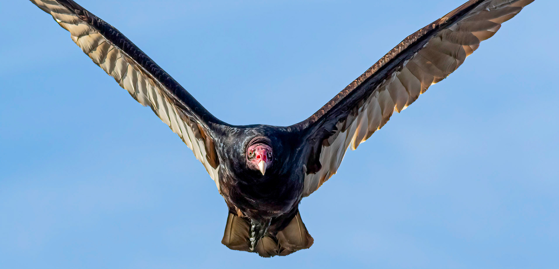 Turkey vulture 1, OIB, foot of bridge