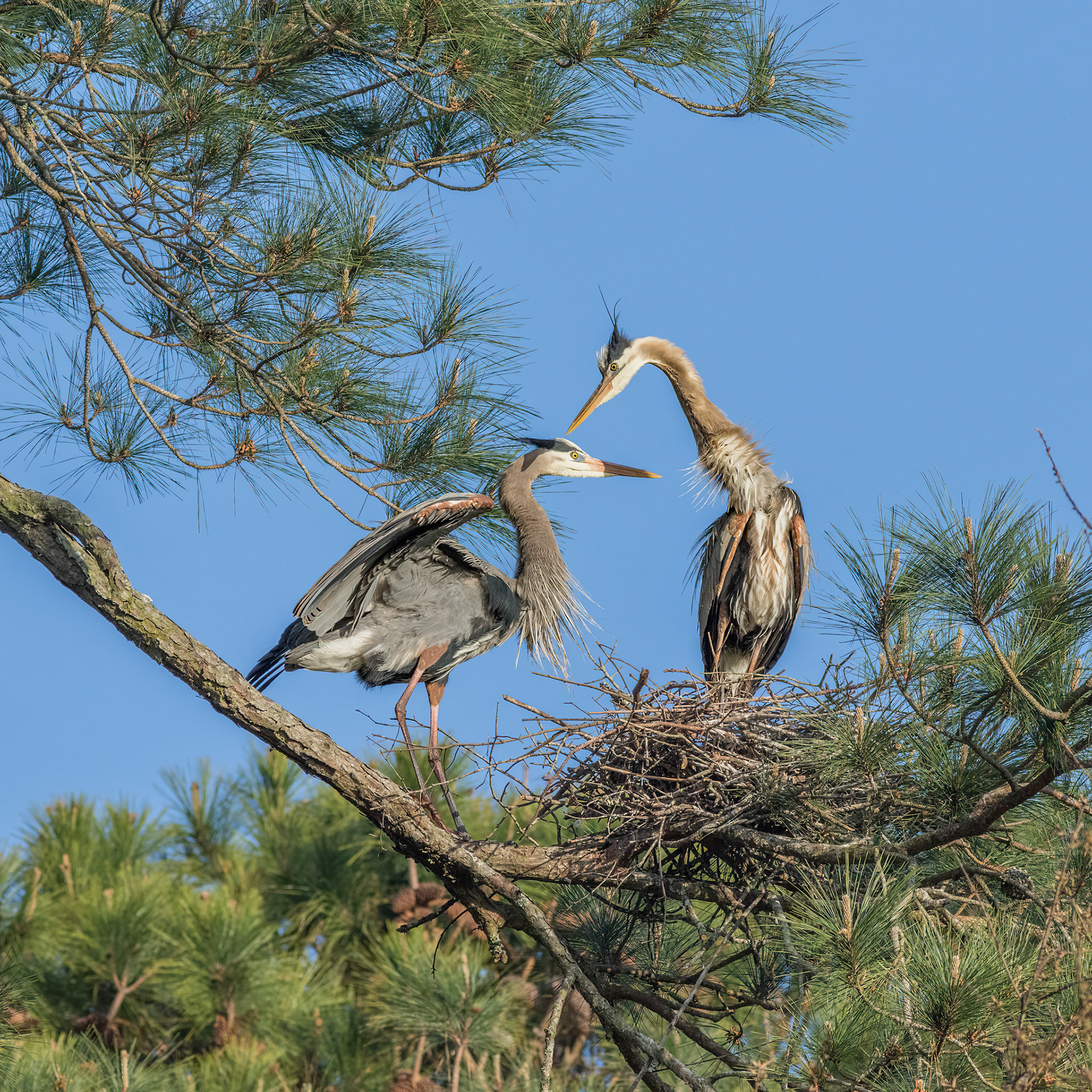 Herons Mating 11, He approaches her