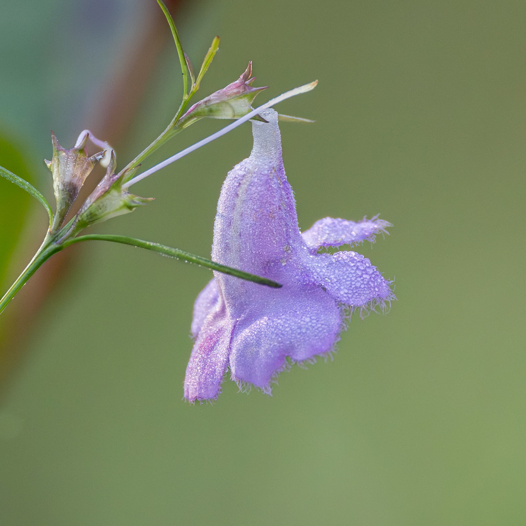 Flaxleaf false foxglove 1, Green Swamp Preserve