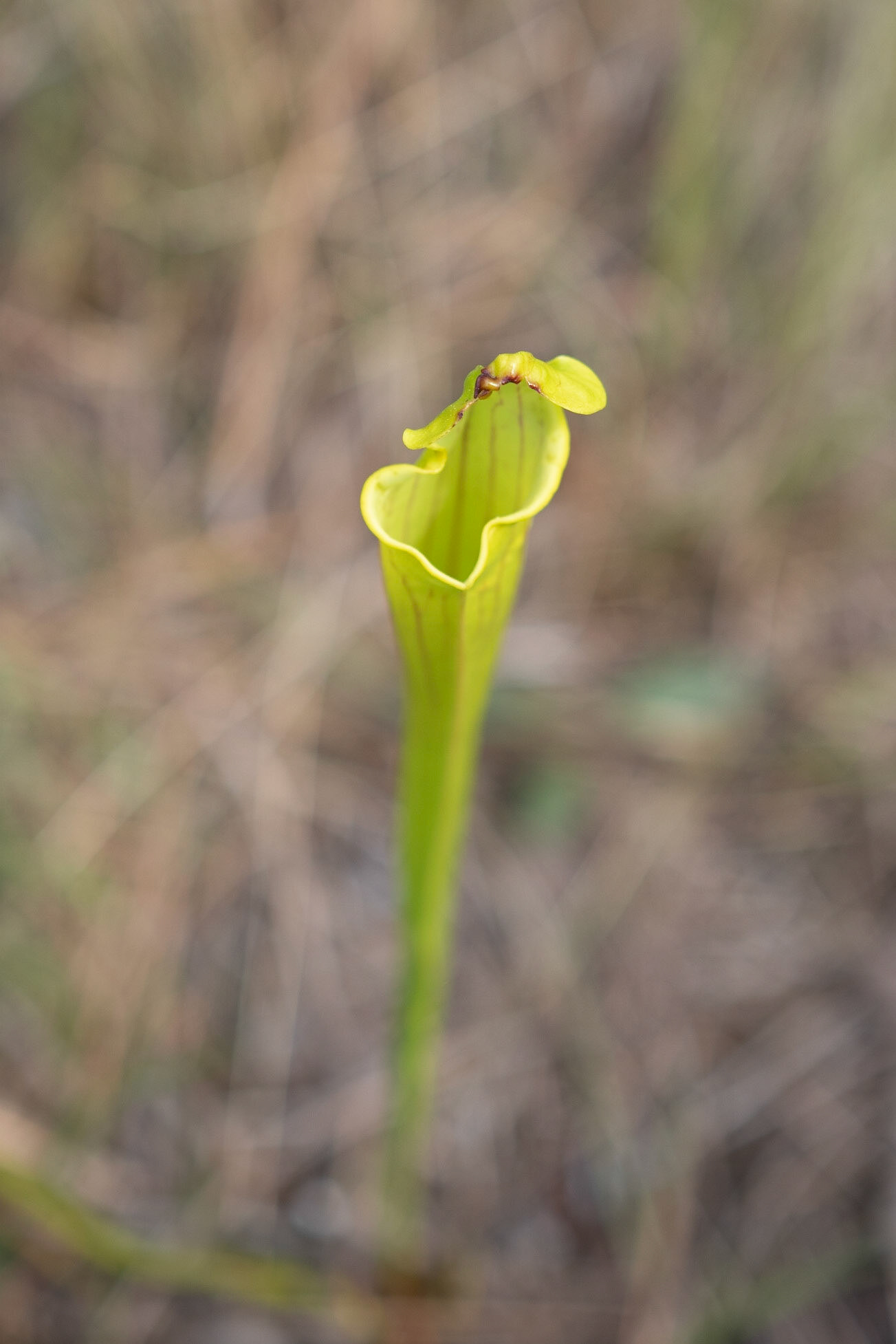 Sweet Pitcher plant, Green Swamp