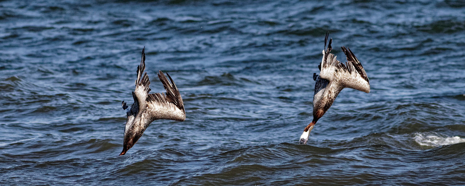 Pelicans Diving 1, OIB