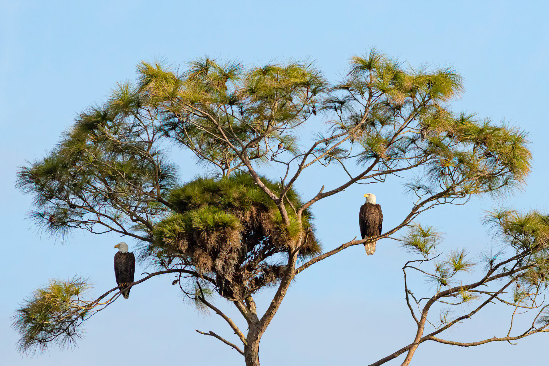 Bald Eagle 16, mated pair, Sunset Beach, Oyster Bay golf course
