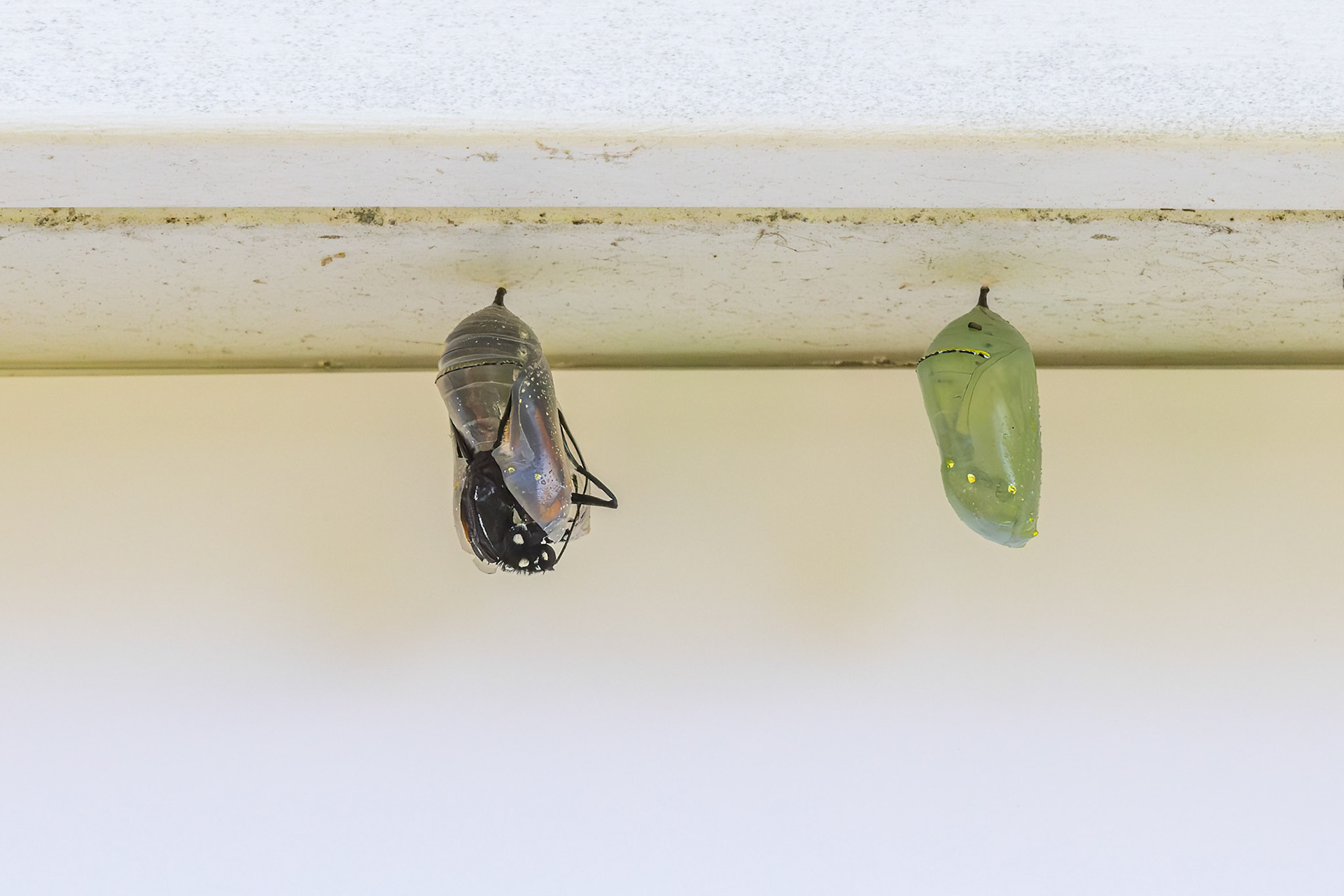 Monarch hatching 1, Private home in Calabash, NC