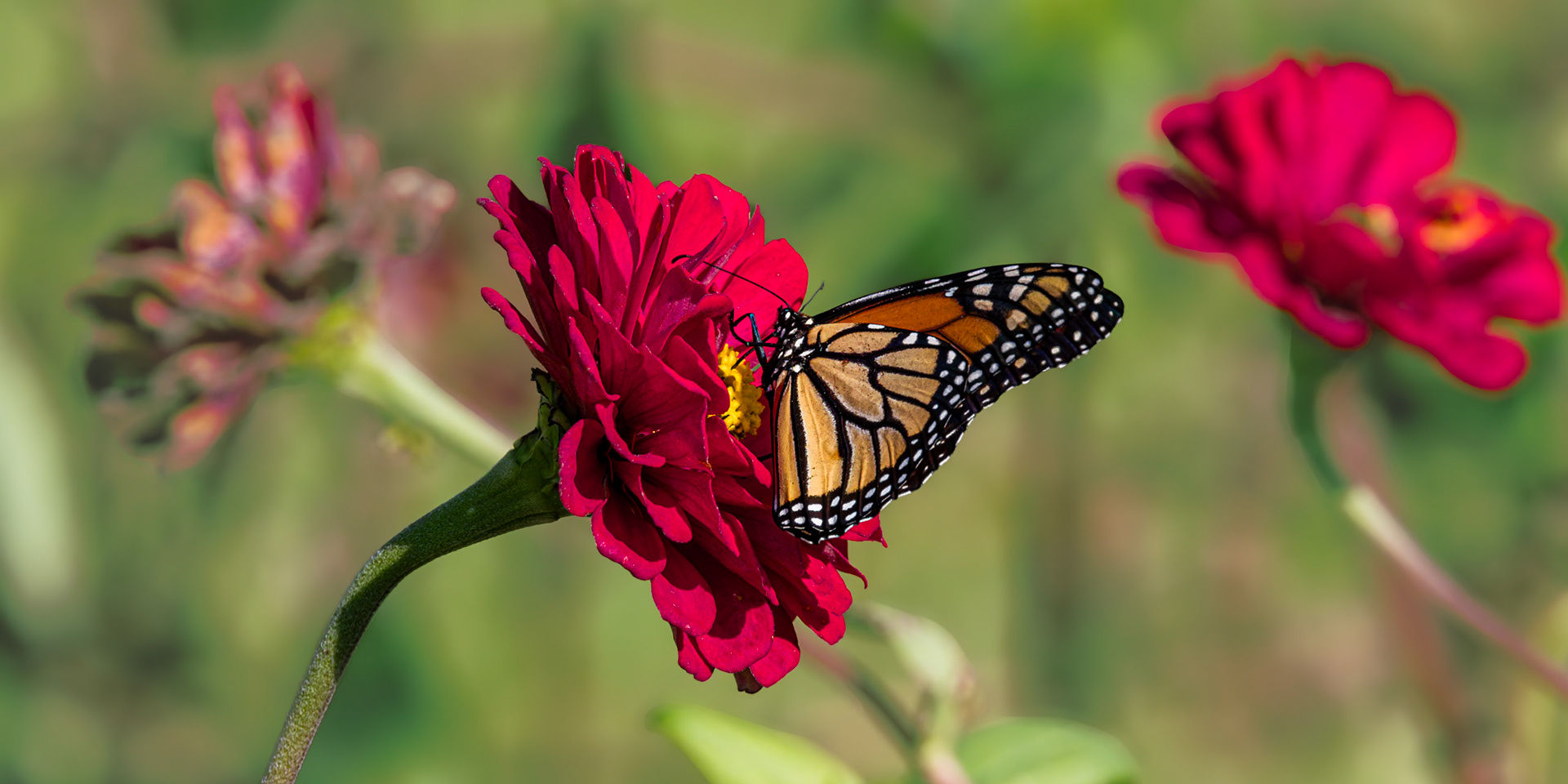 Monarch 26, Private home in Calabash, NC