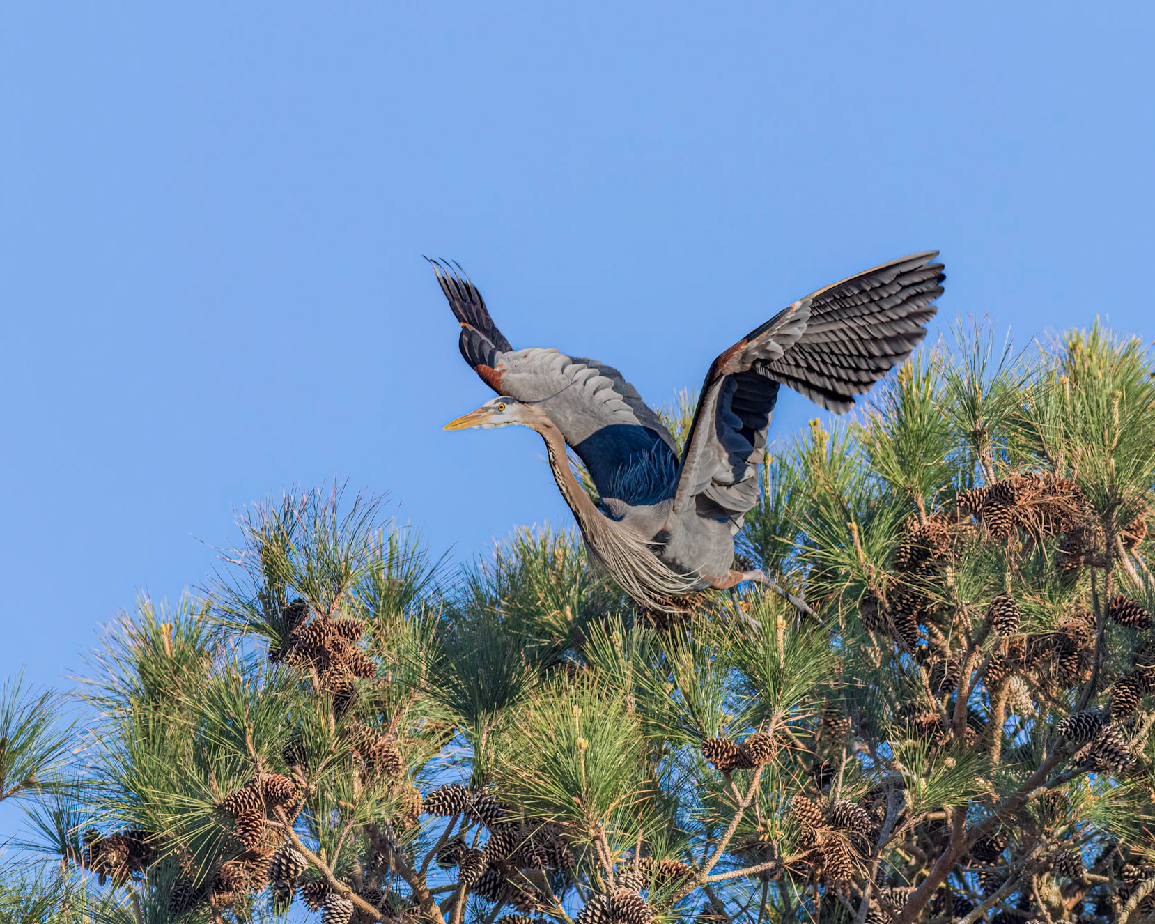 Rookery 40, Sea Trail