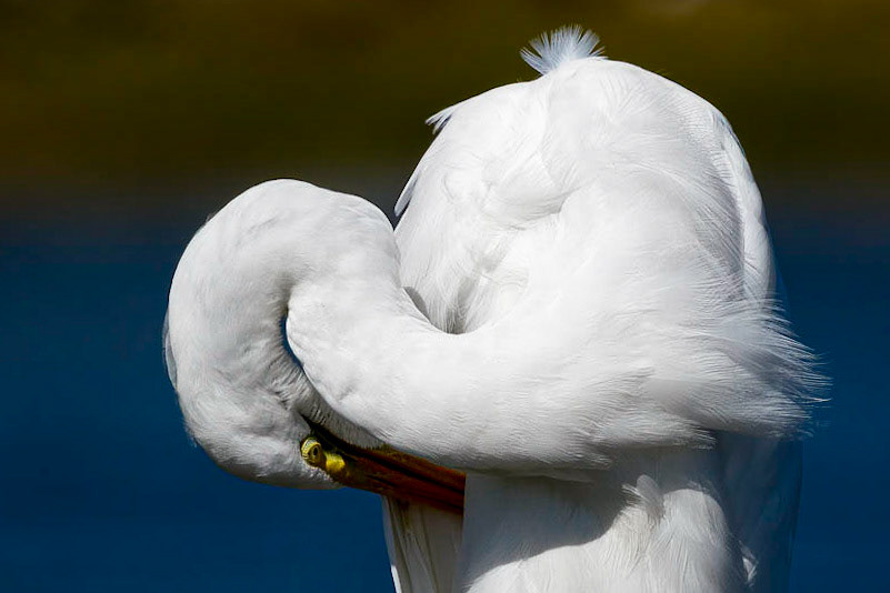 Great Egret 19, Ferry Landing Area