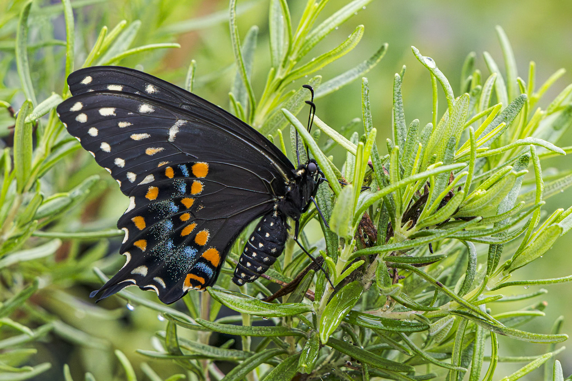 Black swallowtail hatching 9, Private home in Calabash, NC