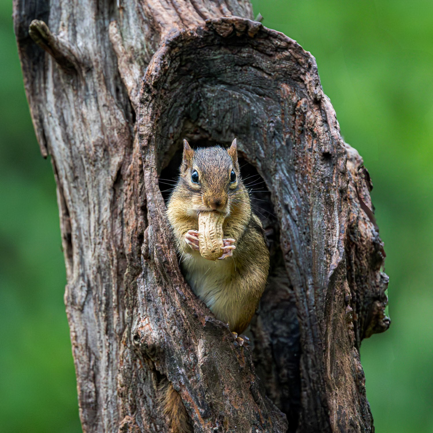 Chipmunk 7, The Nut House, Clemson, SC