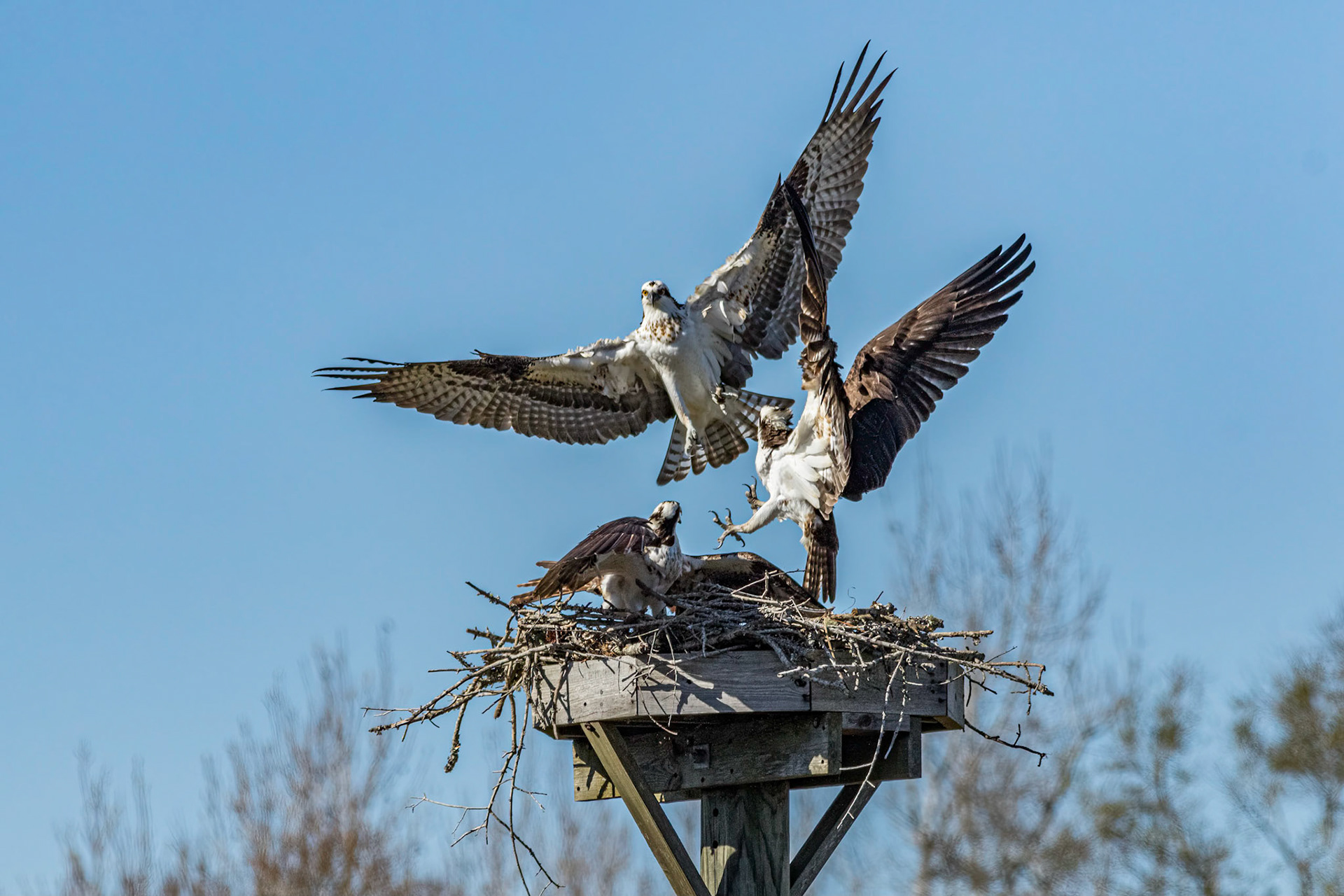 Osprey Fight 3, platforms, Sea Trail