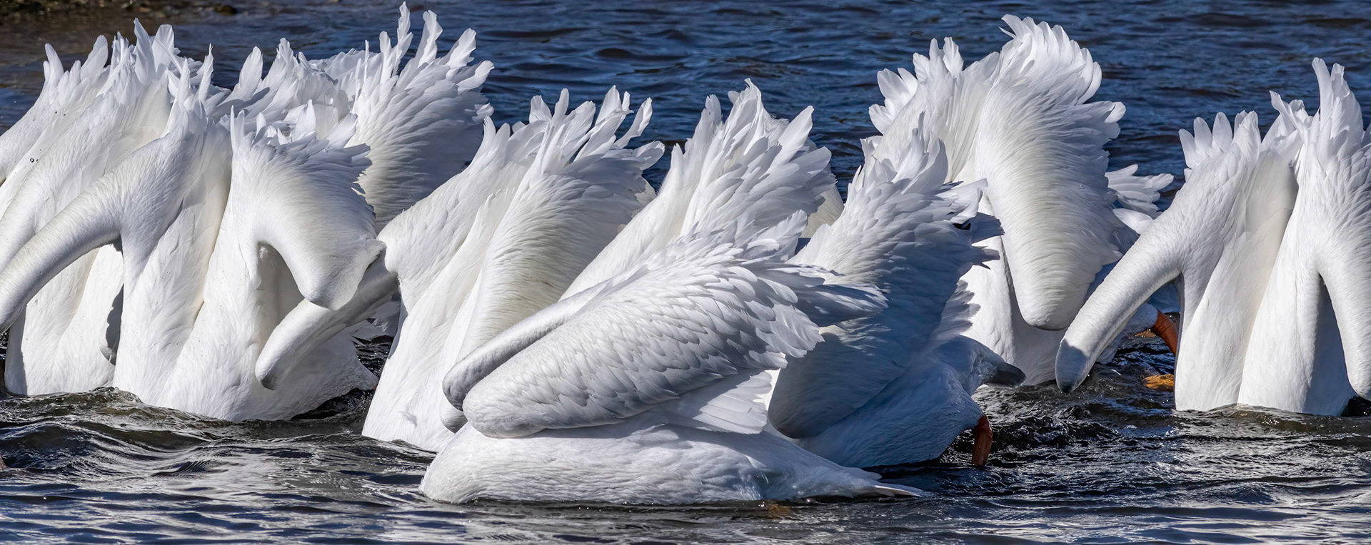 White pelicans 11, Huntington Beach SP, SC