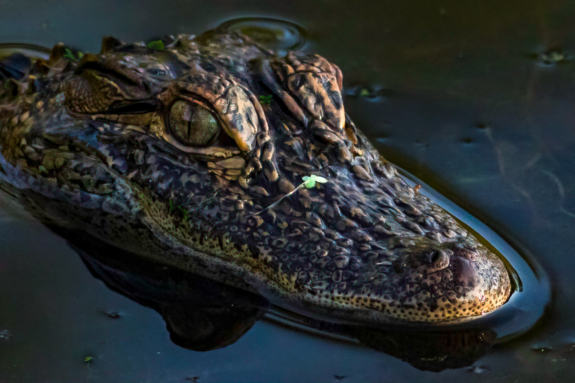 Gator 4, Seatrail rookery, Sunset Beach, NC
