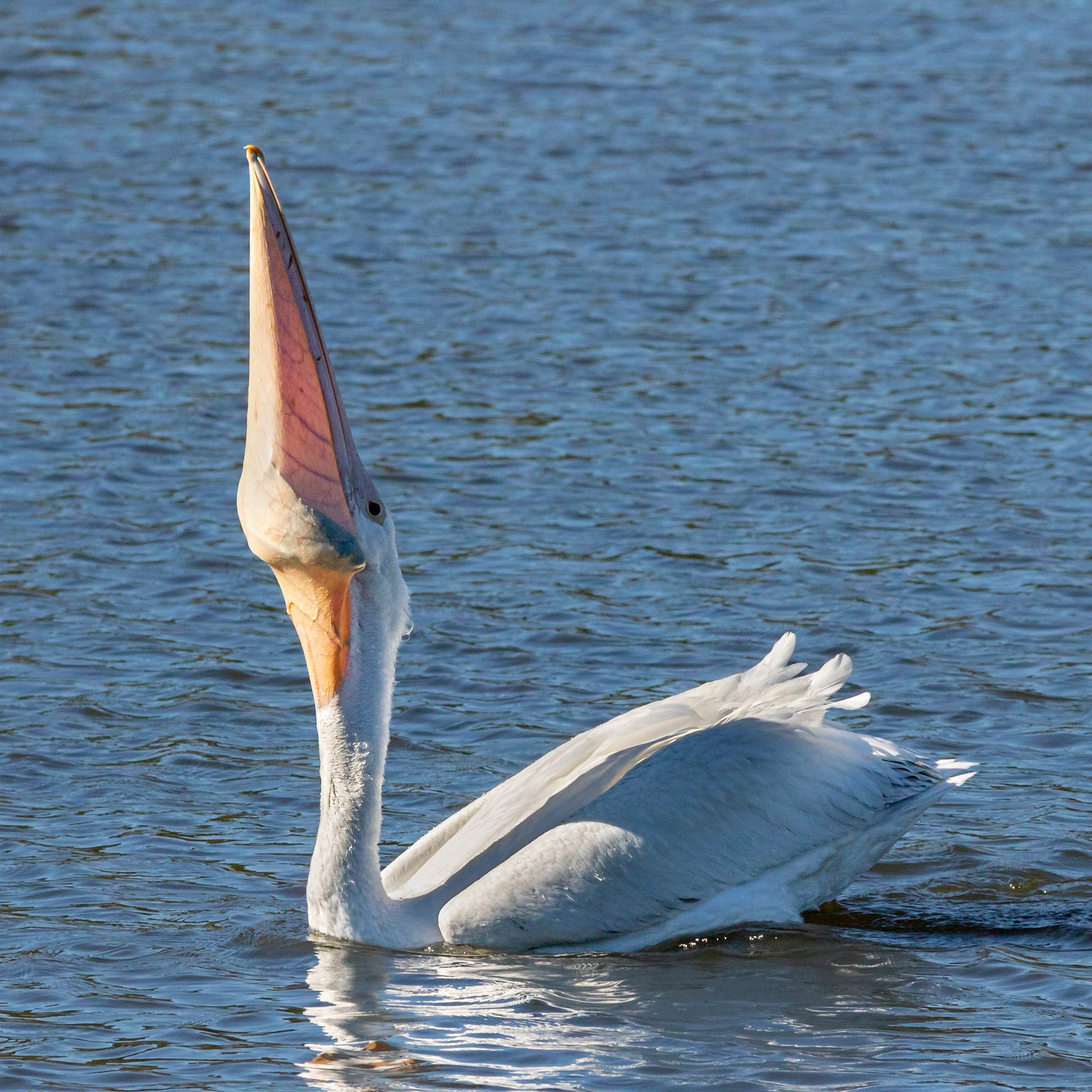 White pelicans 9, Huntington Beach SP, SC