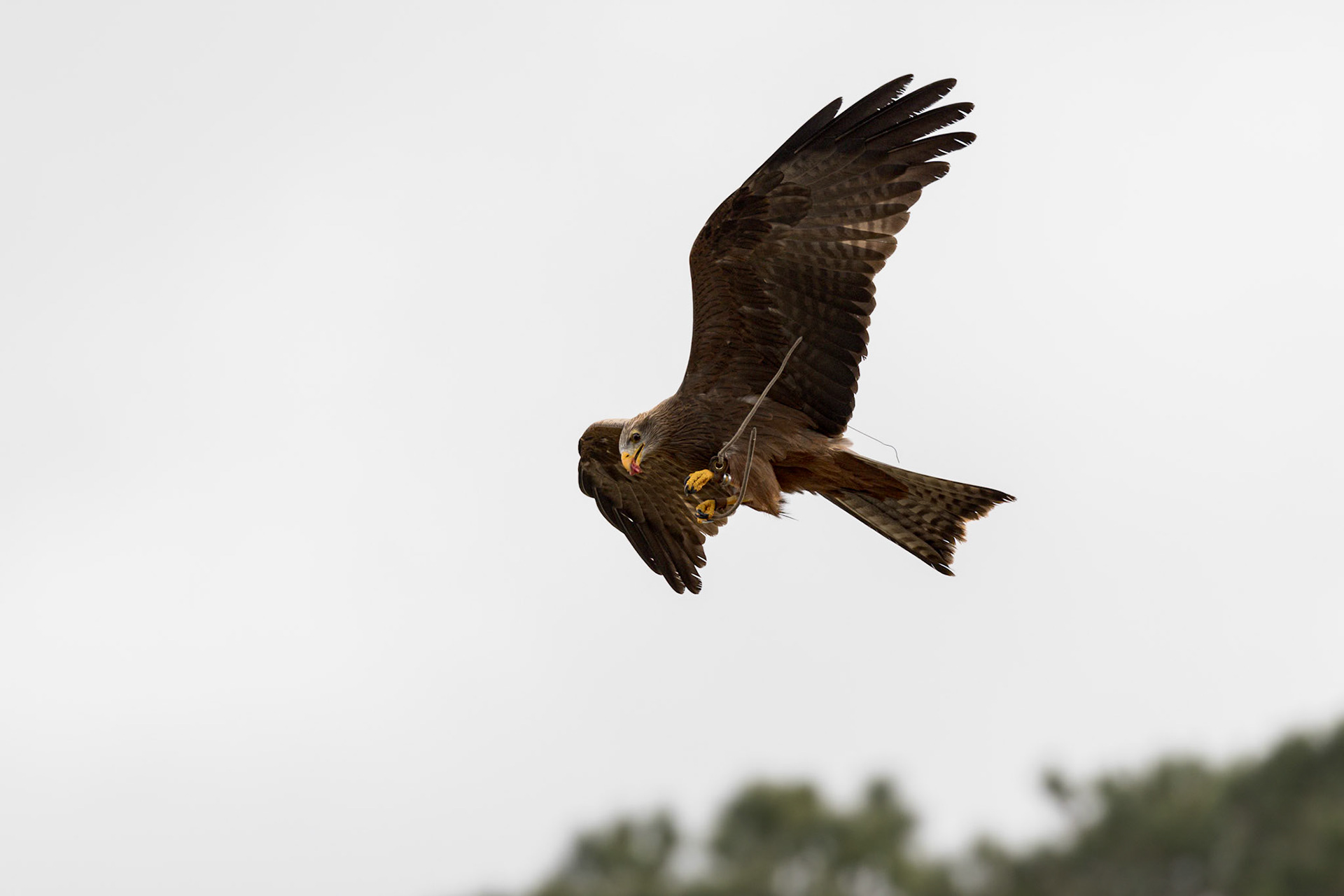 African kite, yellow billed kite 6, Center for Birds of Prey, Awendaw, SC