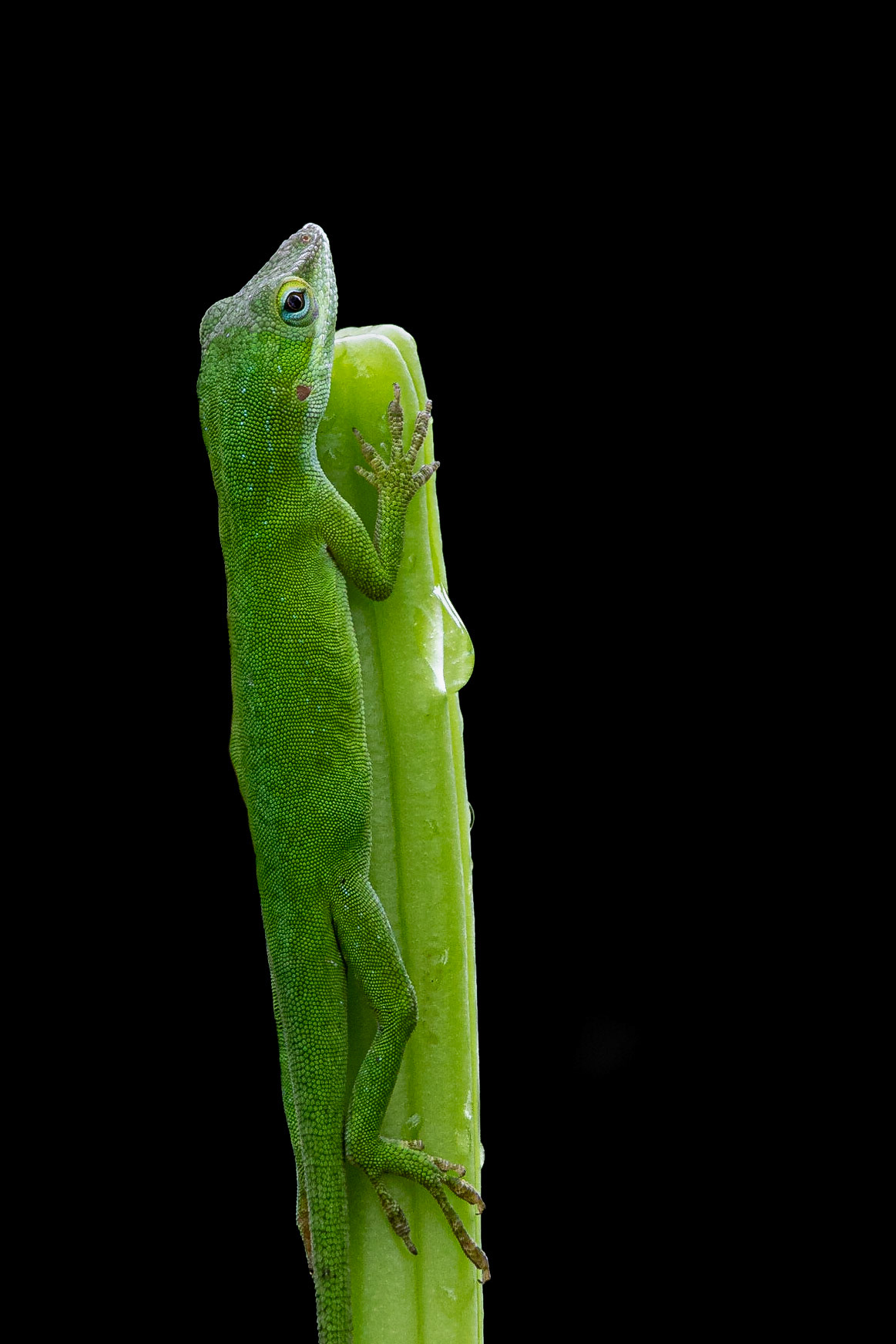 Anole 1, Brusnwick County Botanical Gardens