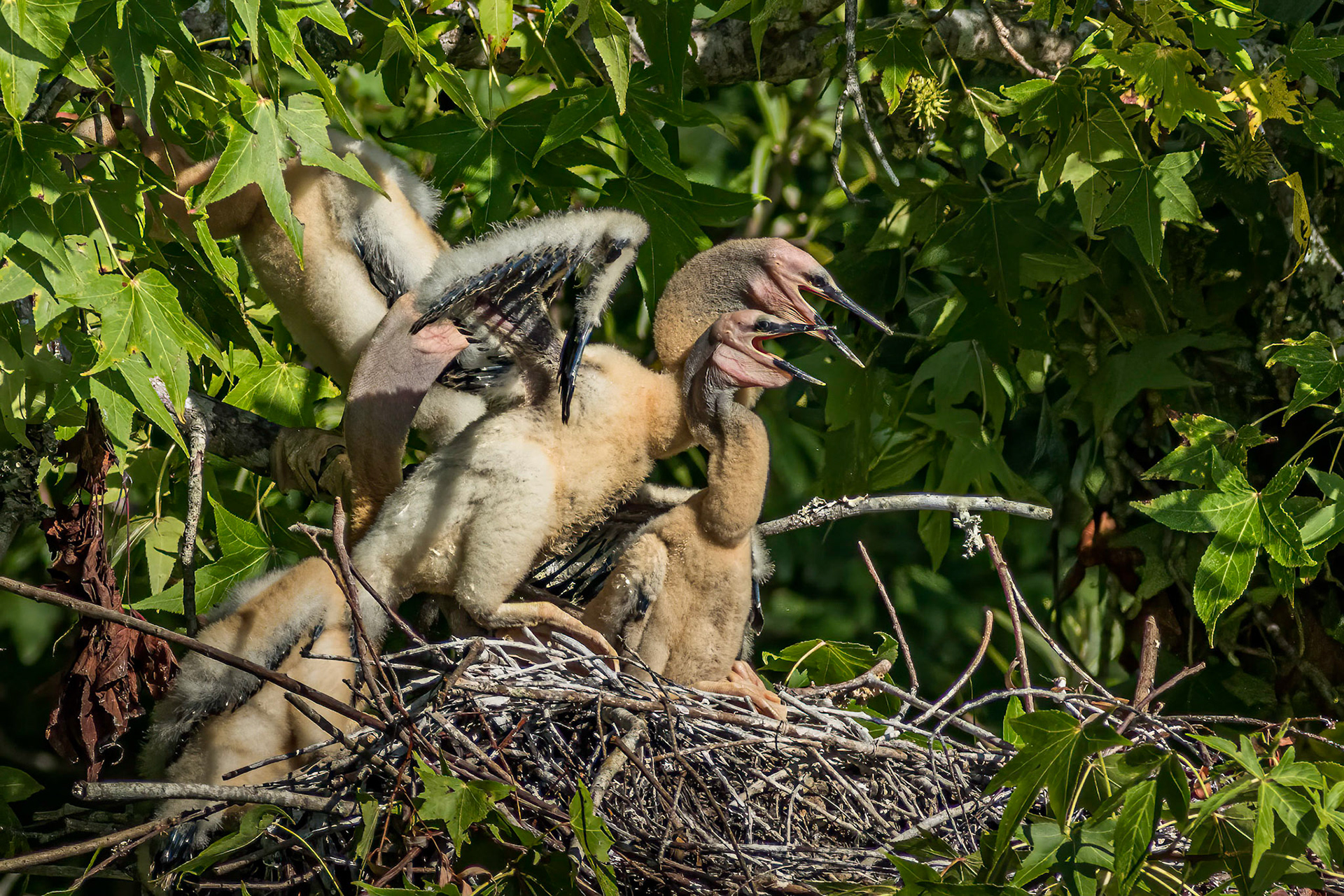 Anhinga nest 13, Sea Trail, Week of July 18, Nest 1