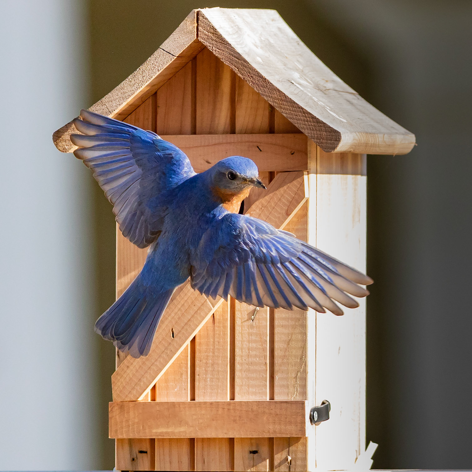 Male Eastern Bluebird 8, OIB