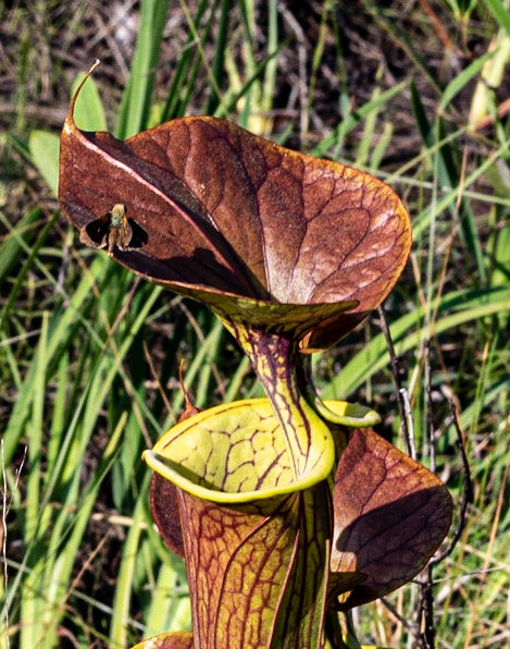 Copper Top Pitcher plant, Green Swamp