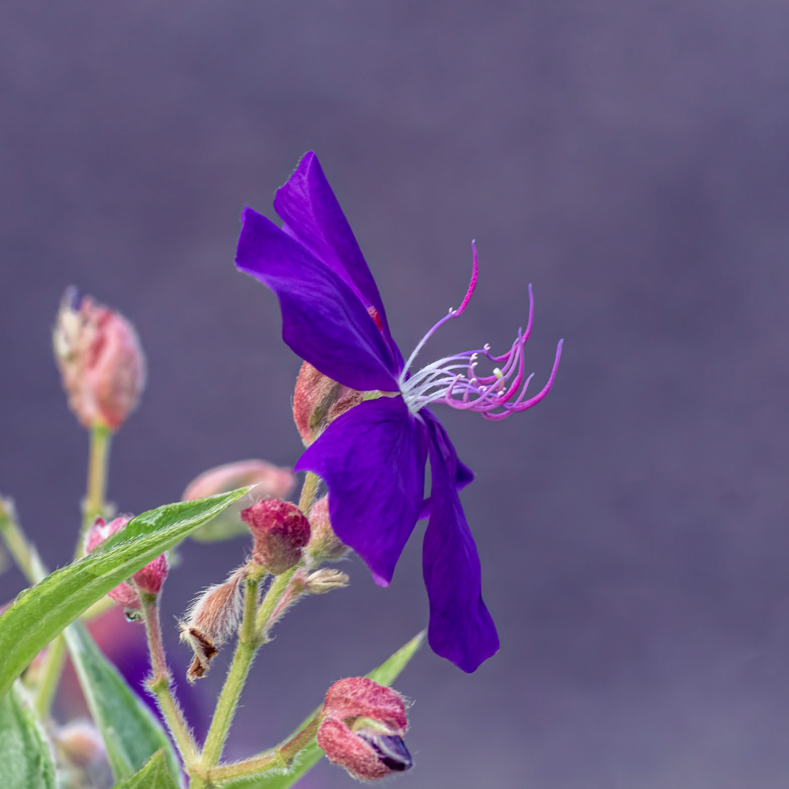Princess Flower 2, Brunswick County Botanical Gardens