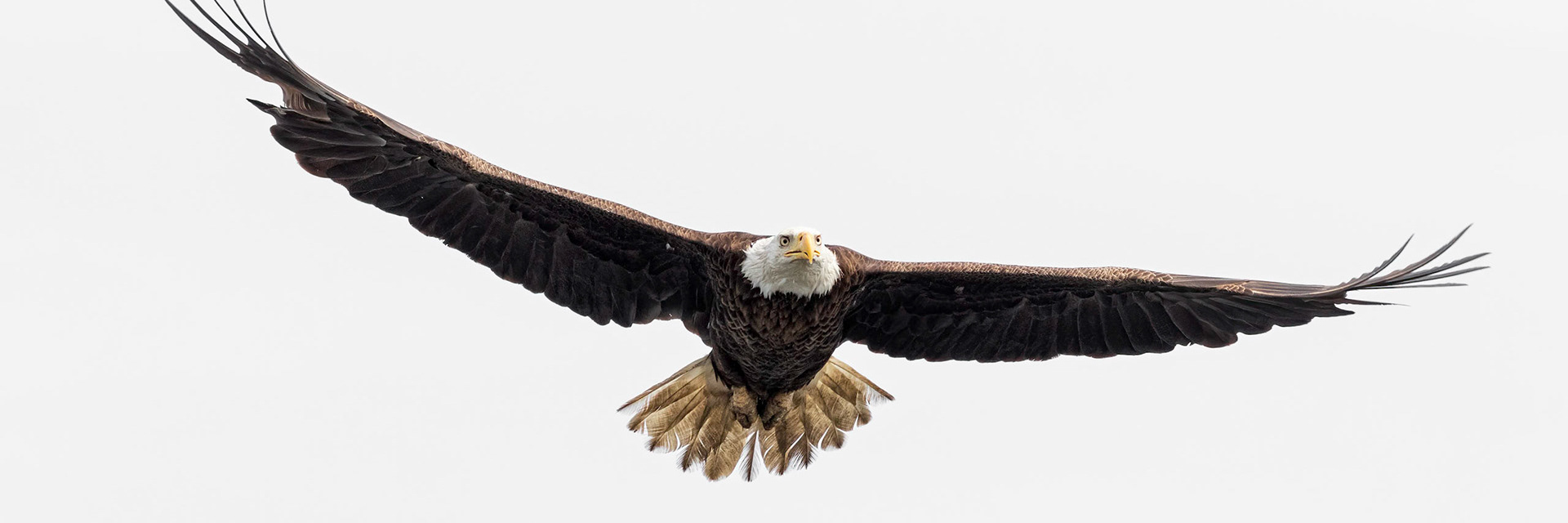 Bald Eagle 19, Carl Bazemore Platform, Sunset Beach