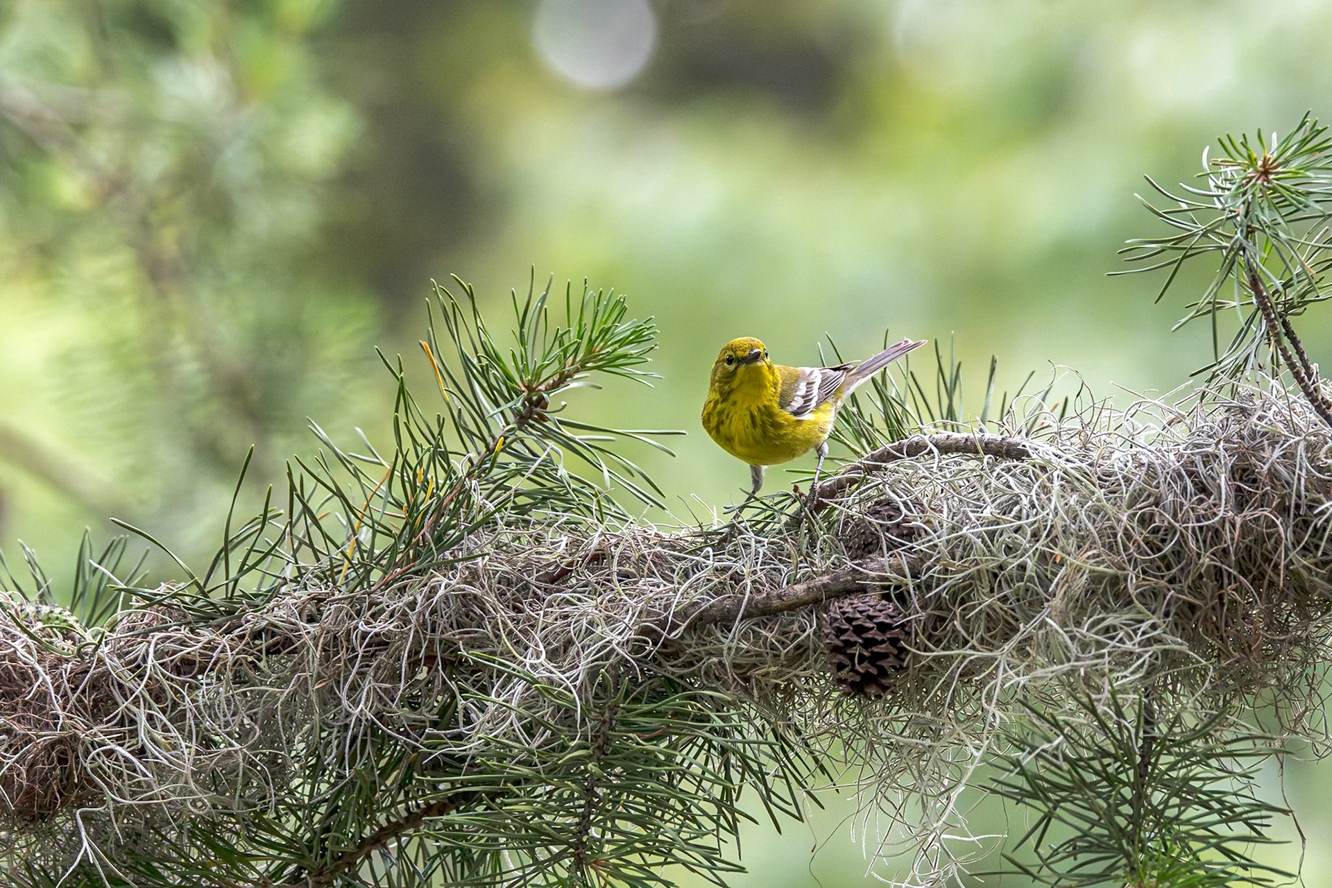 Pine warbler 3, The Nut House, Clemson, SC