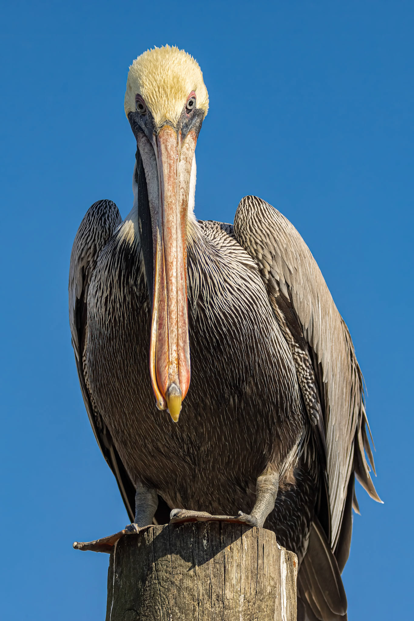 Pelicans 67, Calabash docks