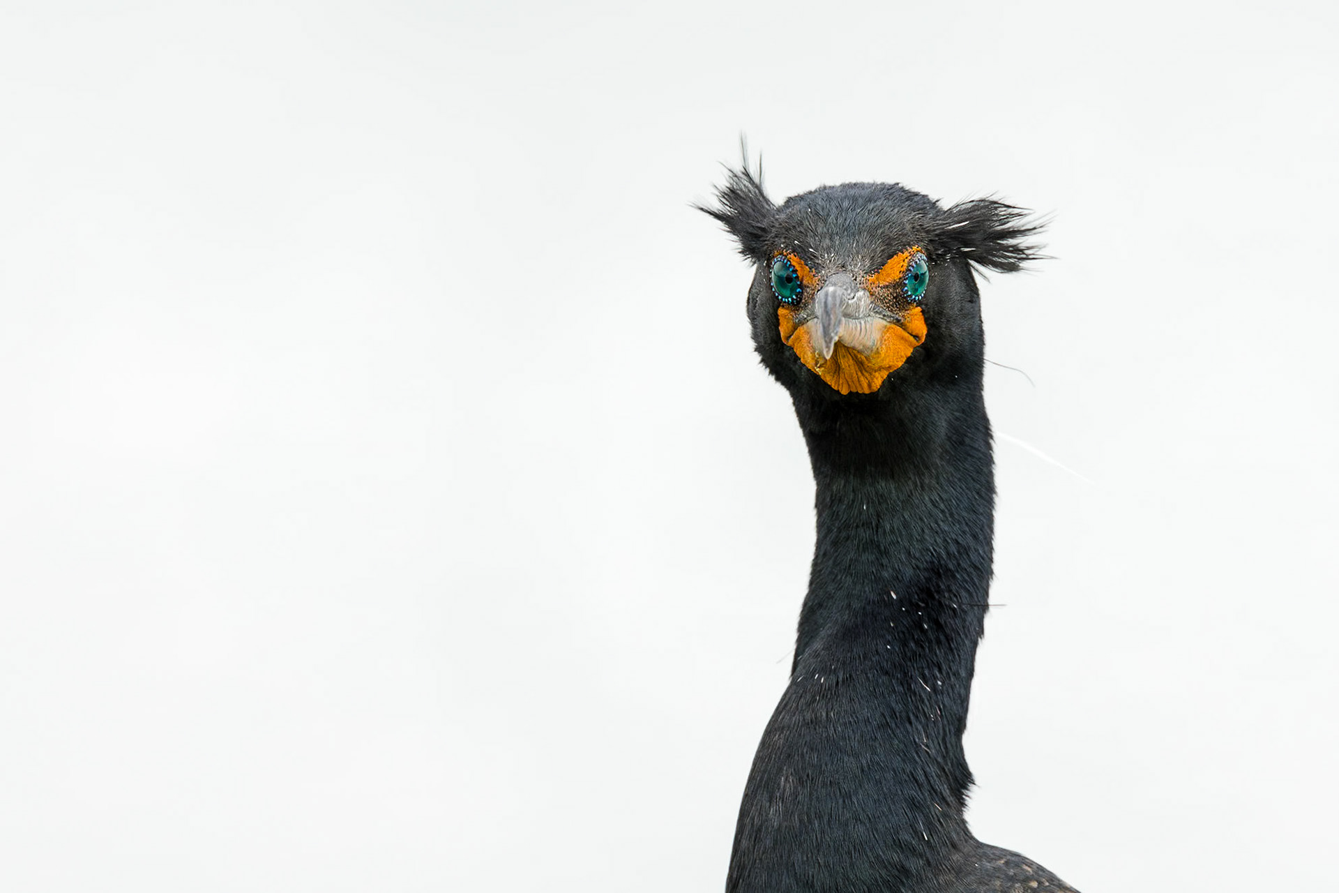 Cormorant 18, Huntington Beach State Park, SC