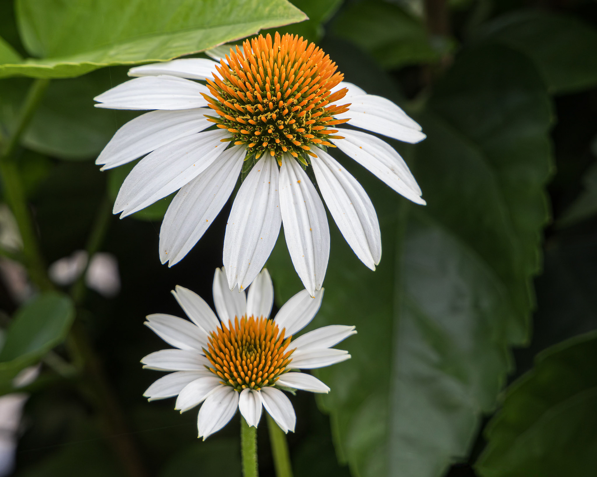 Coneflower 11, Private home in Calabash, NC