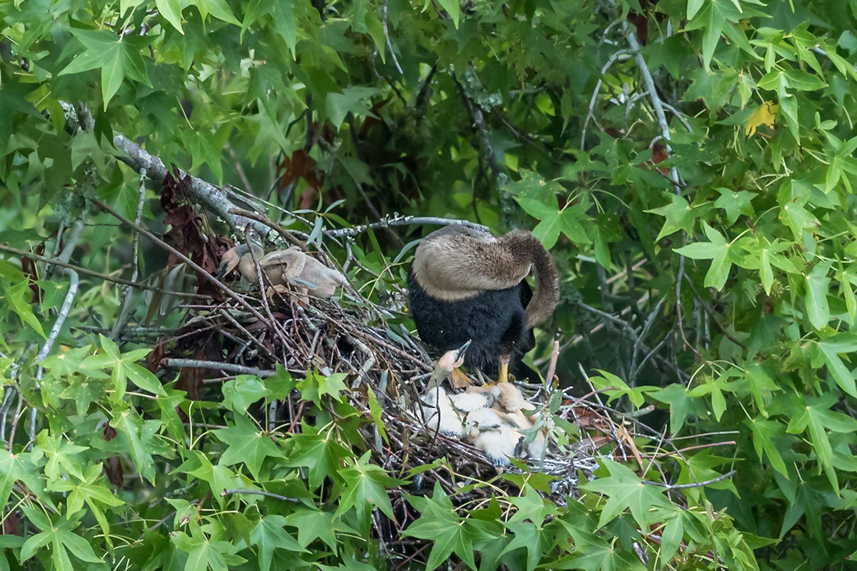Anhinga nest 1, Sea Trail, Week of July 11, Nest 1