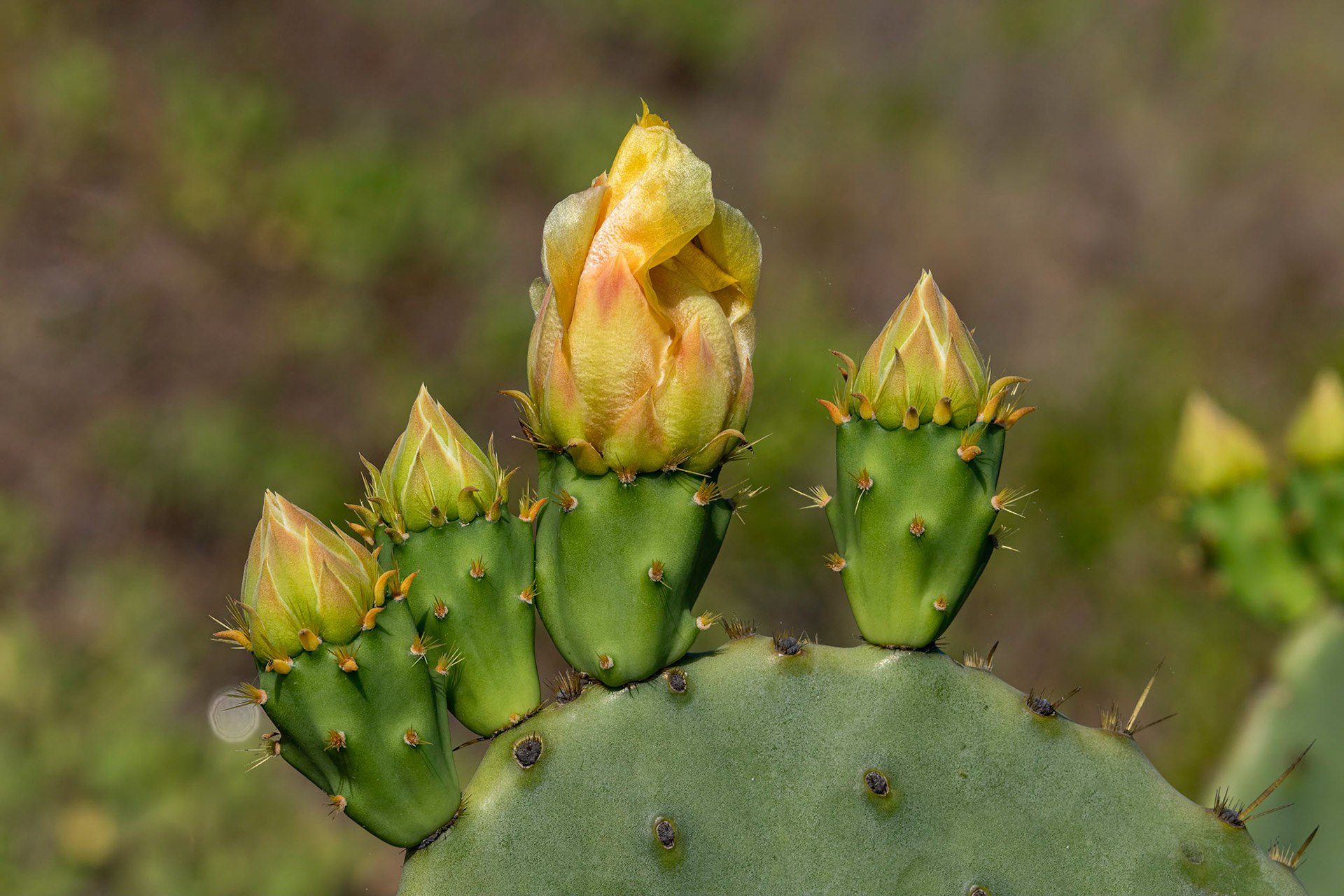 Prickly pear 7, OIB east end