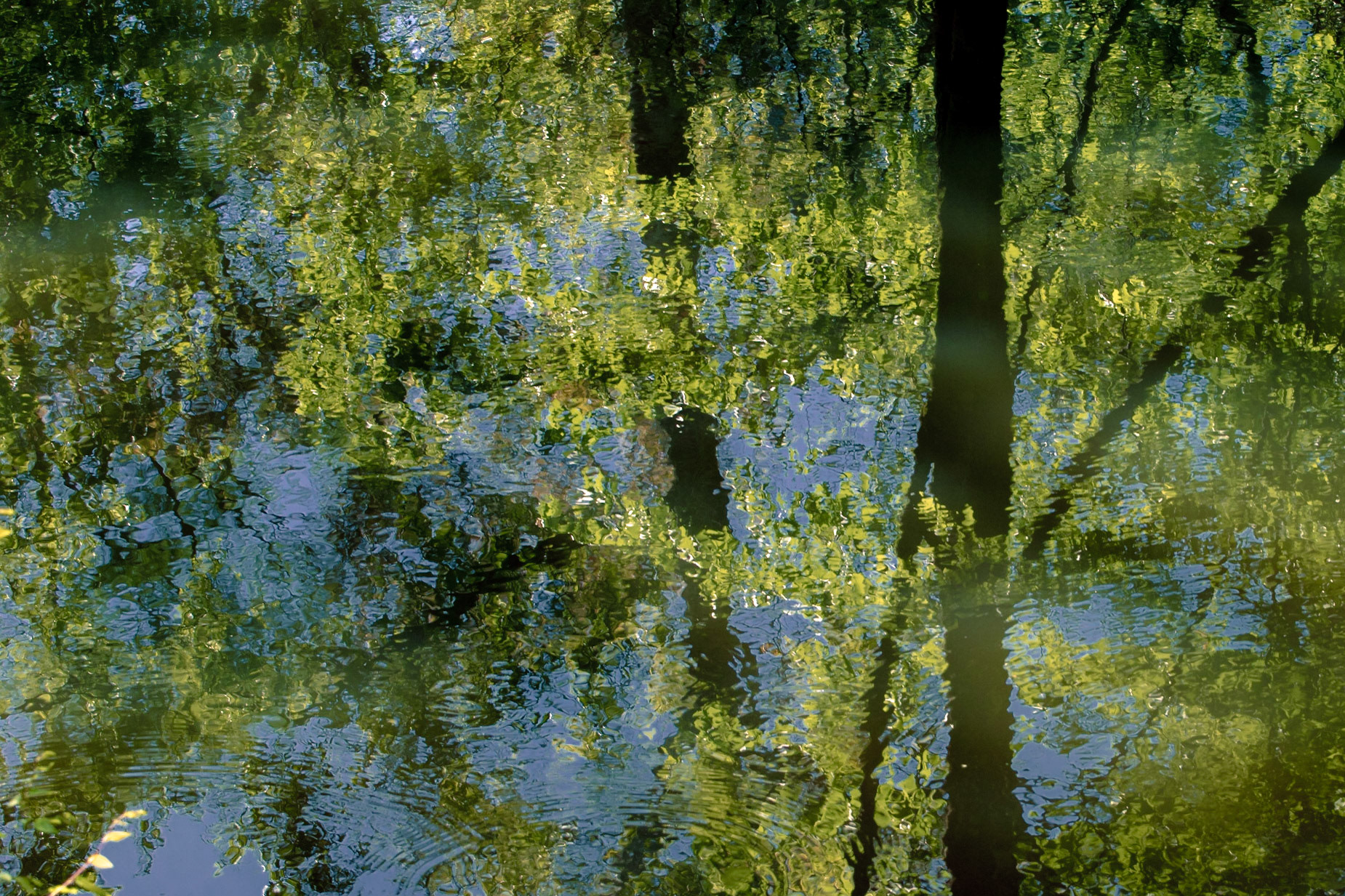 Leaves reflecting 3, EV Henwood Preserve