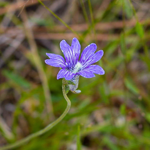 Violet butterwort 1, Green Swamp Preserve