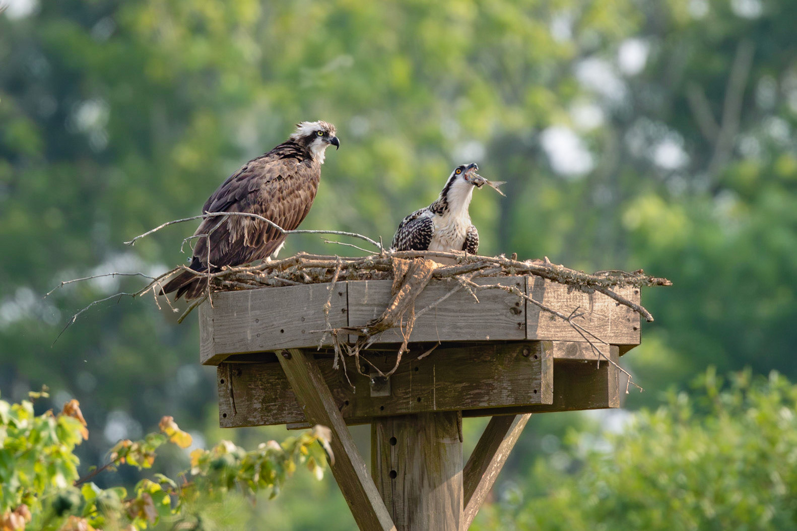 Osprey 98, Sea Trail