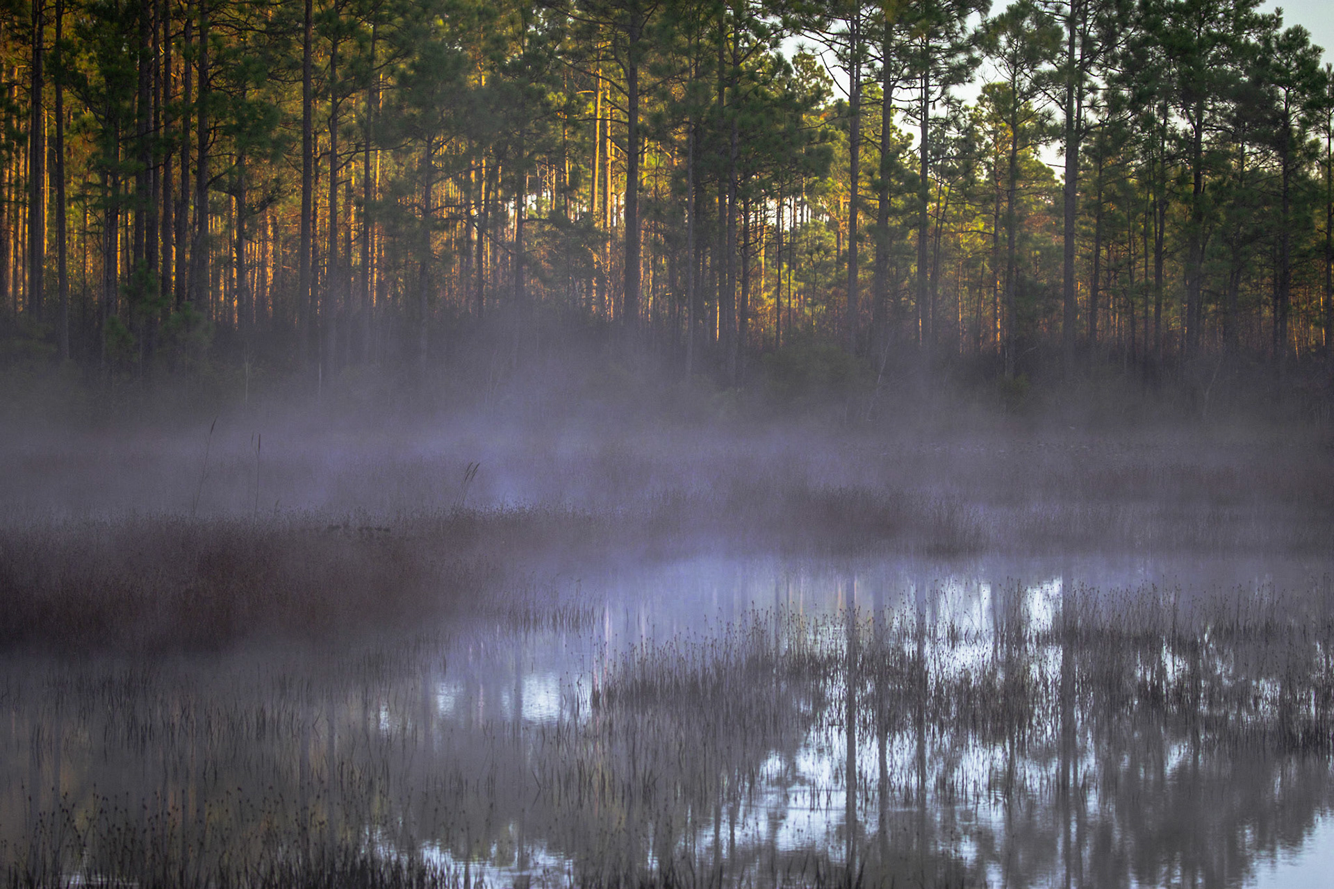 Borrow Pit 3, Green Swamp