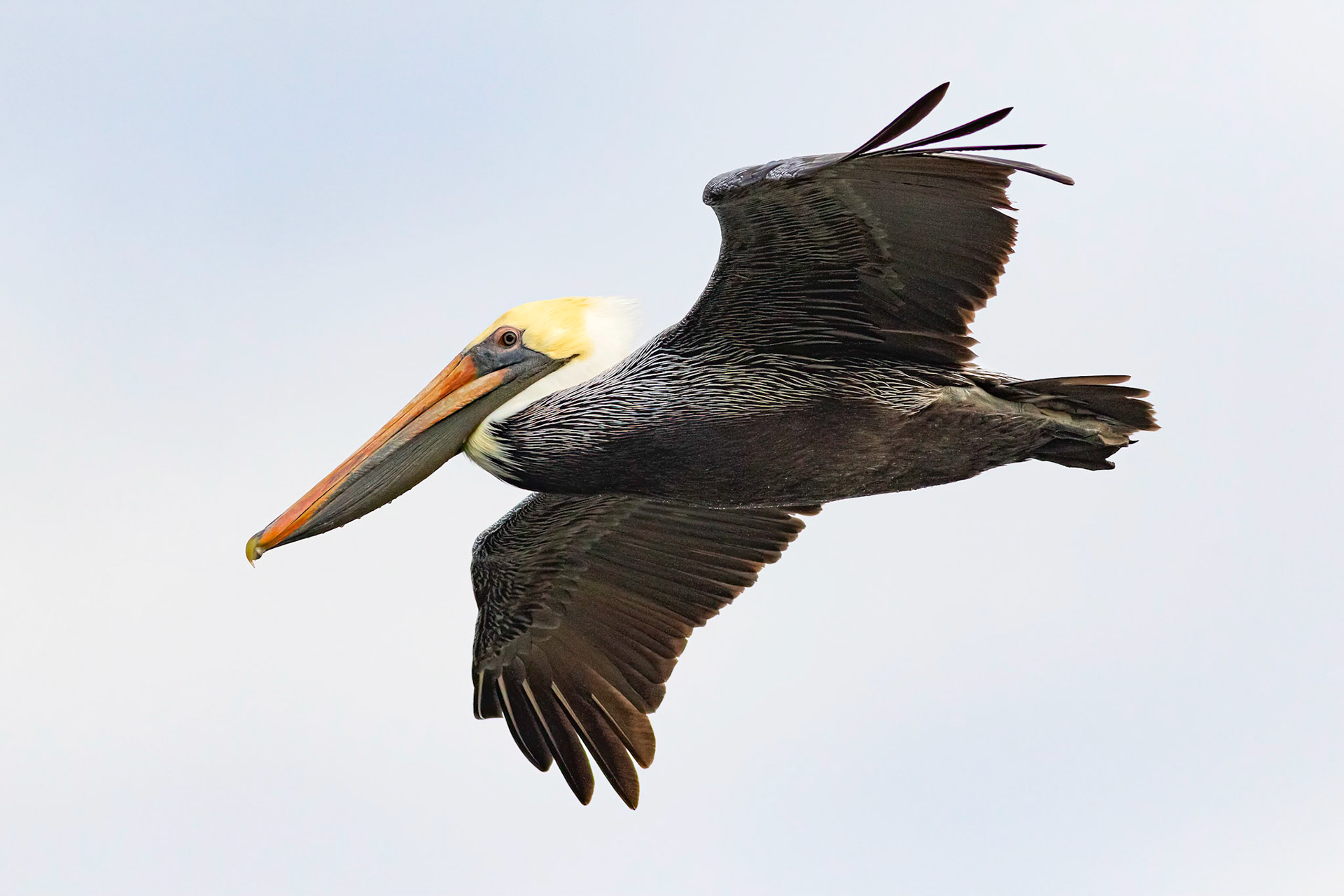 Pelicans 41, Sunset Beach, Oyster Bay golf course