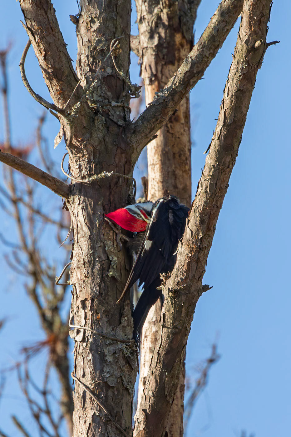Male pileated woodpecker 3, Huntington Beach State Park, SC