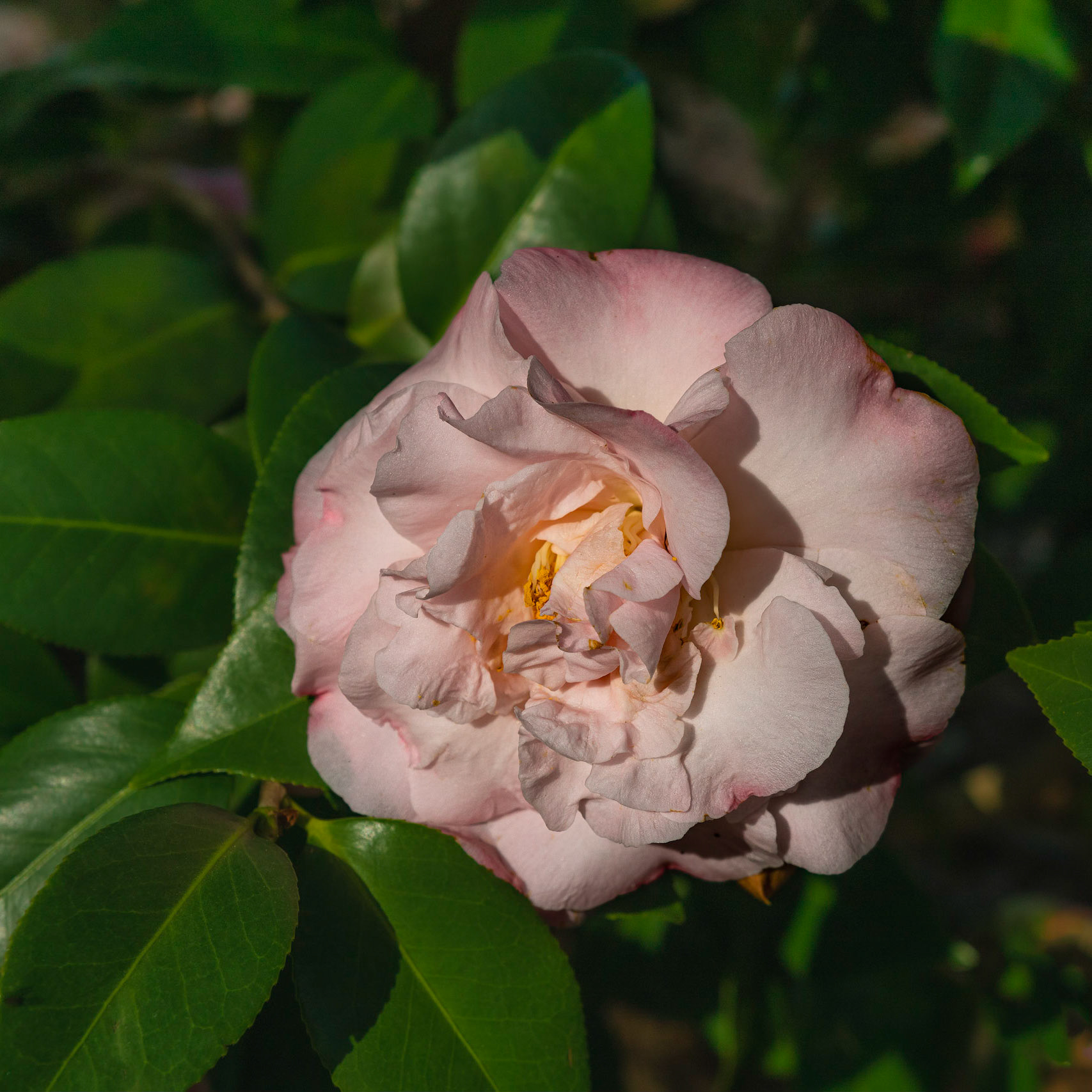 Camellia 5, New Hanover County Arboretum
