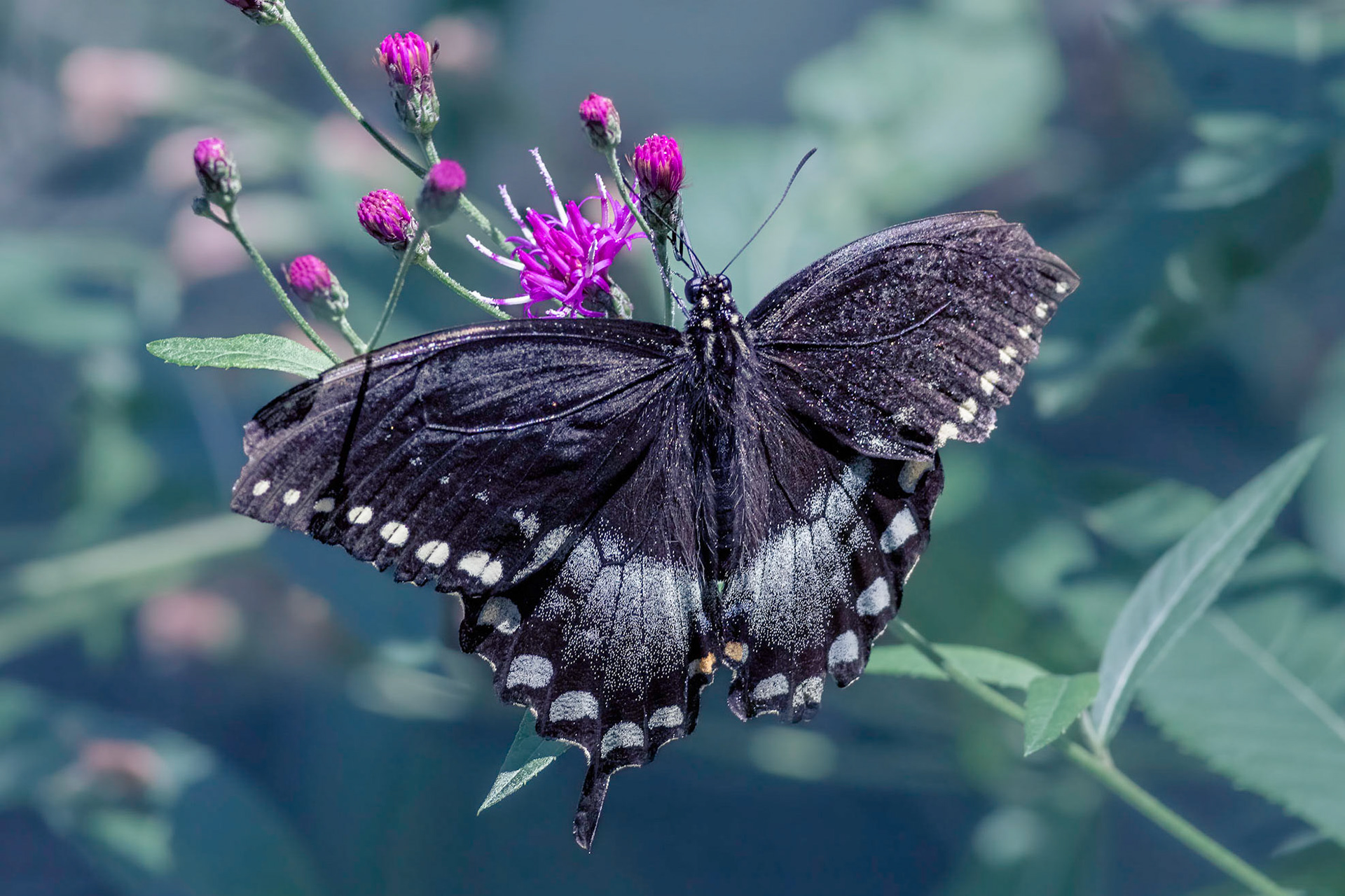 Spicebush swallowtail 2, Airlie Gardens