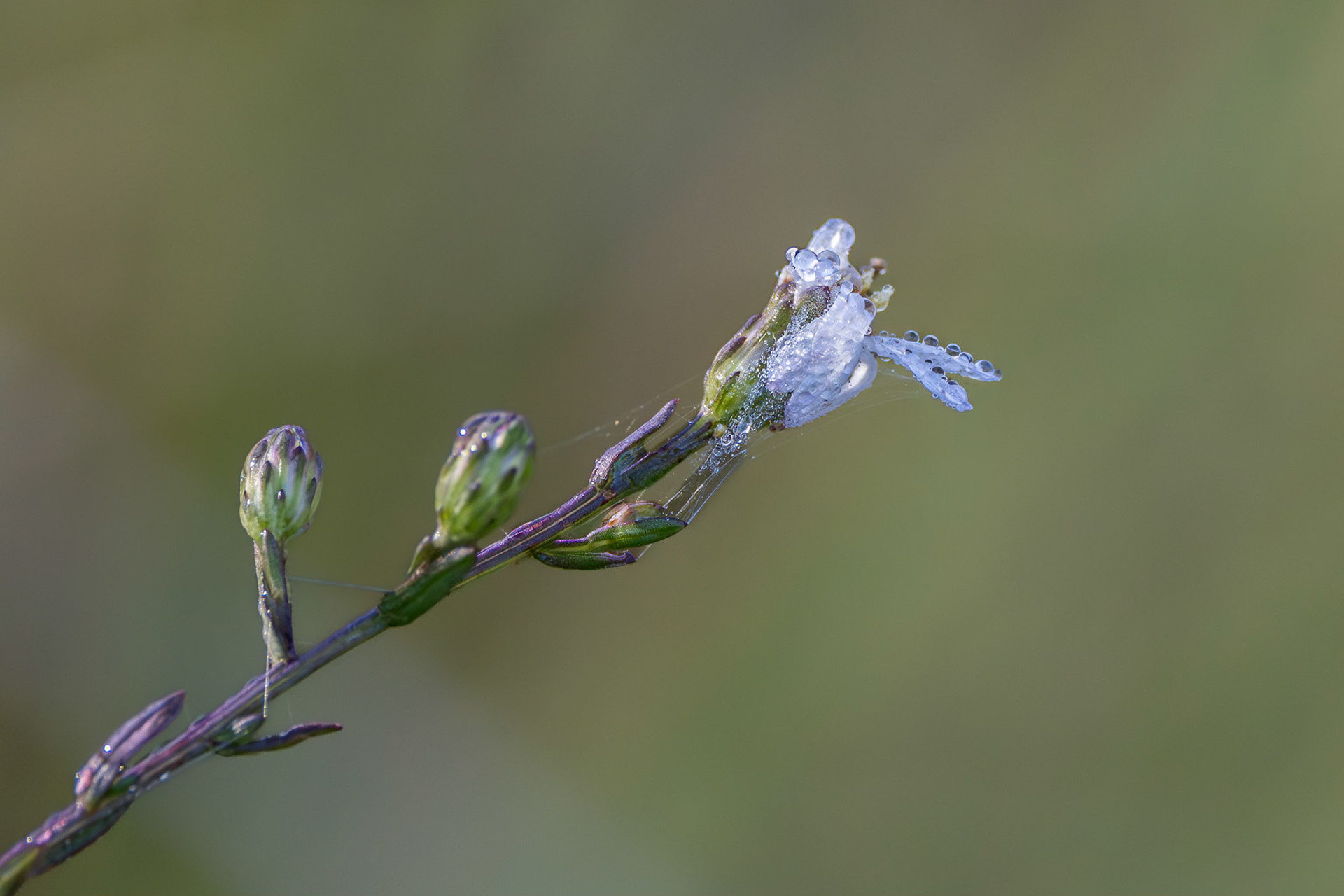 White aster 2, Green Swamp Preserve